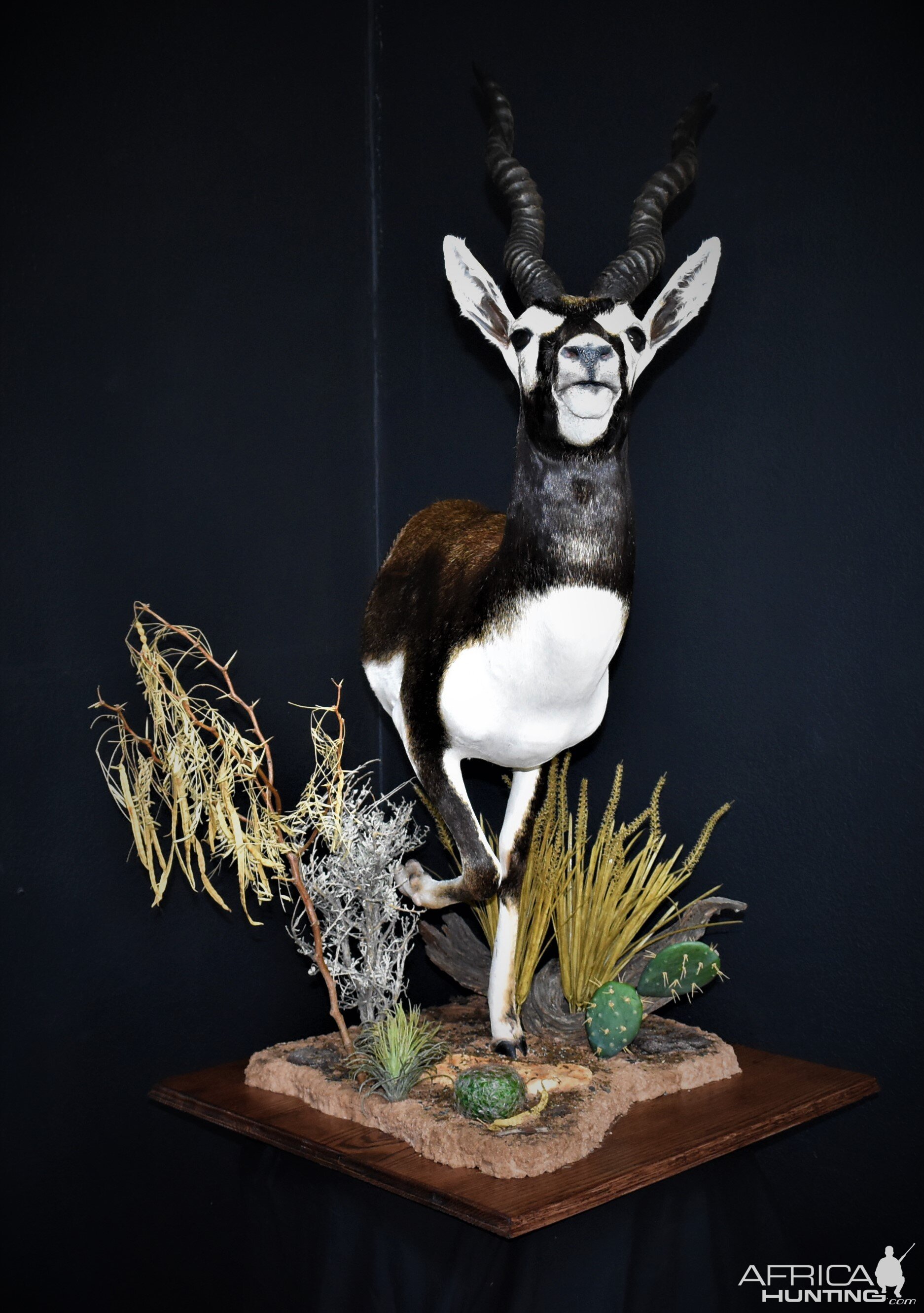 Blackbuck Antelope Half Mount Taxidermy