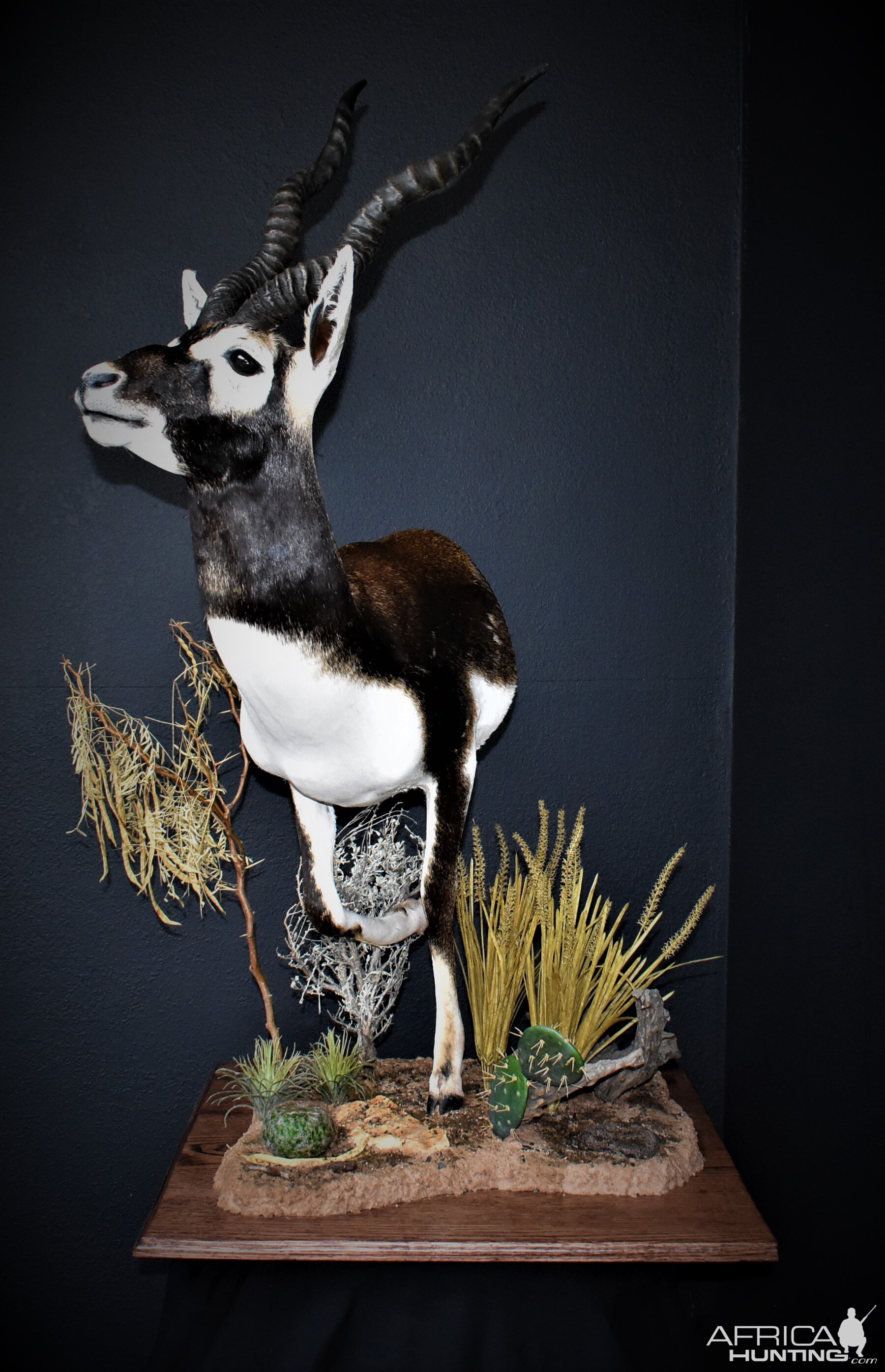 Blackbuck Antelope Half Mount Taxidermy