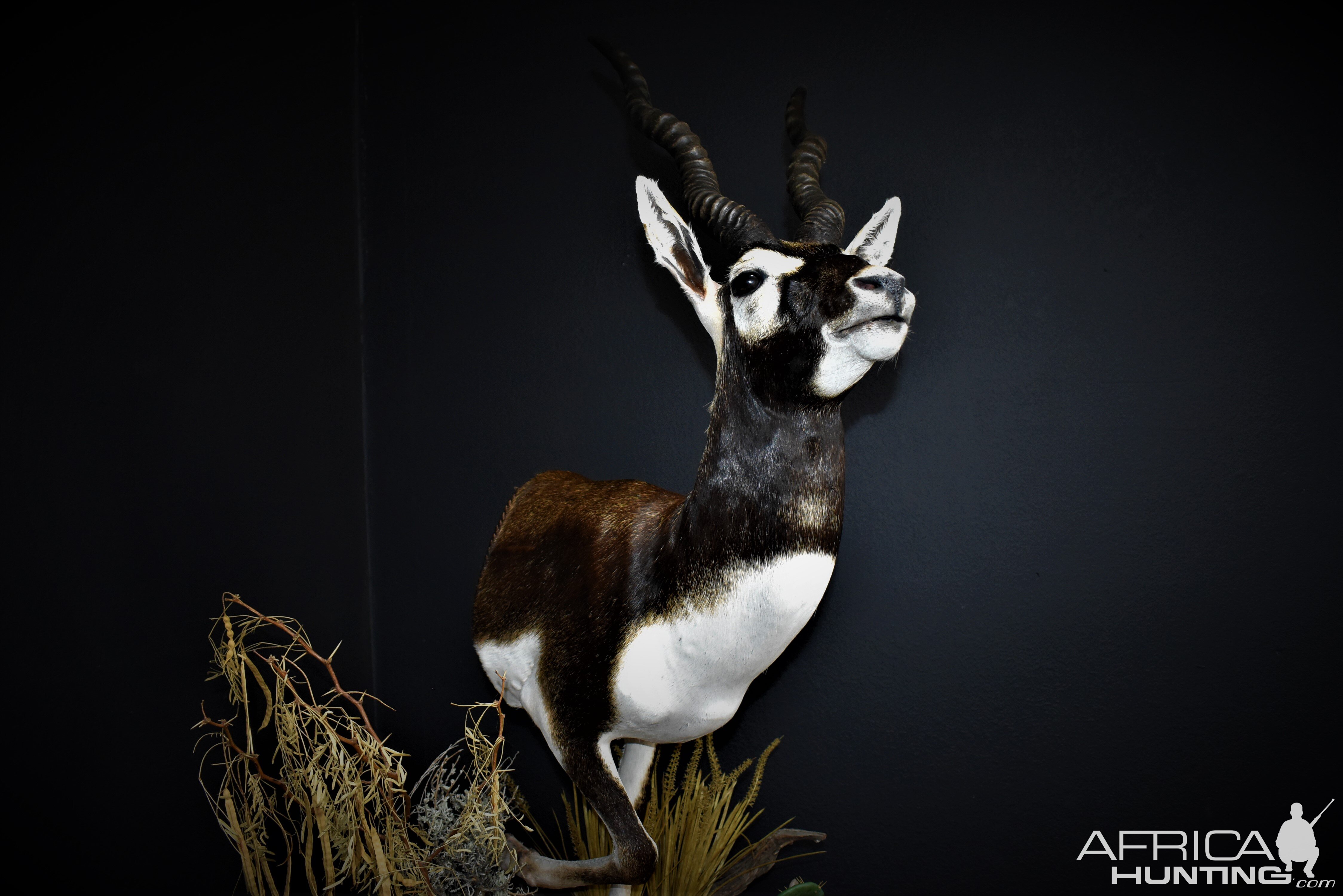 Blackbuck Antelope Half Mount Taxidermy