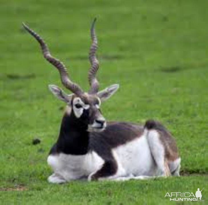 Blackbuck Argentina