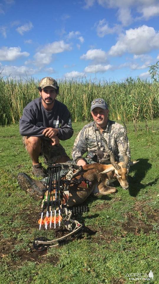 Blackbuck Bow Hunt Argentina