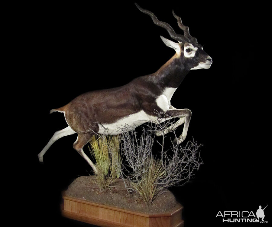 Blackbuck Full Mount Taxidermy