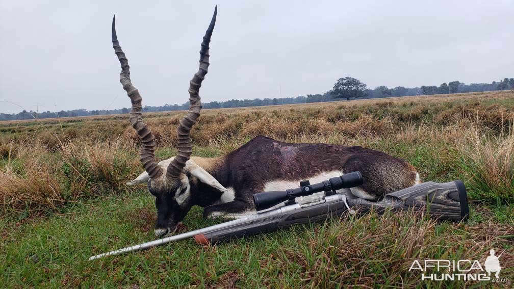 Blackbuck Hunt Florida