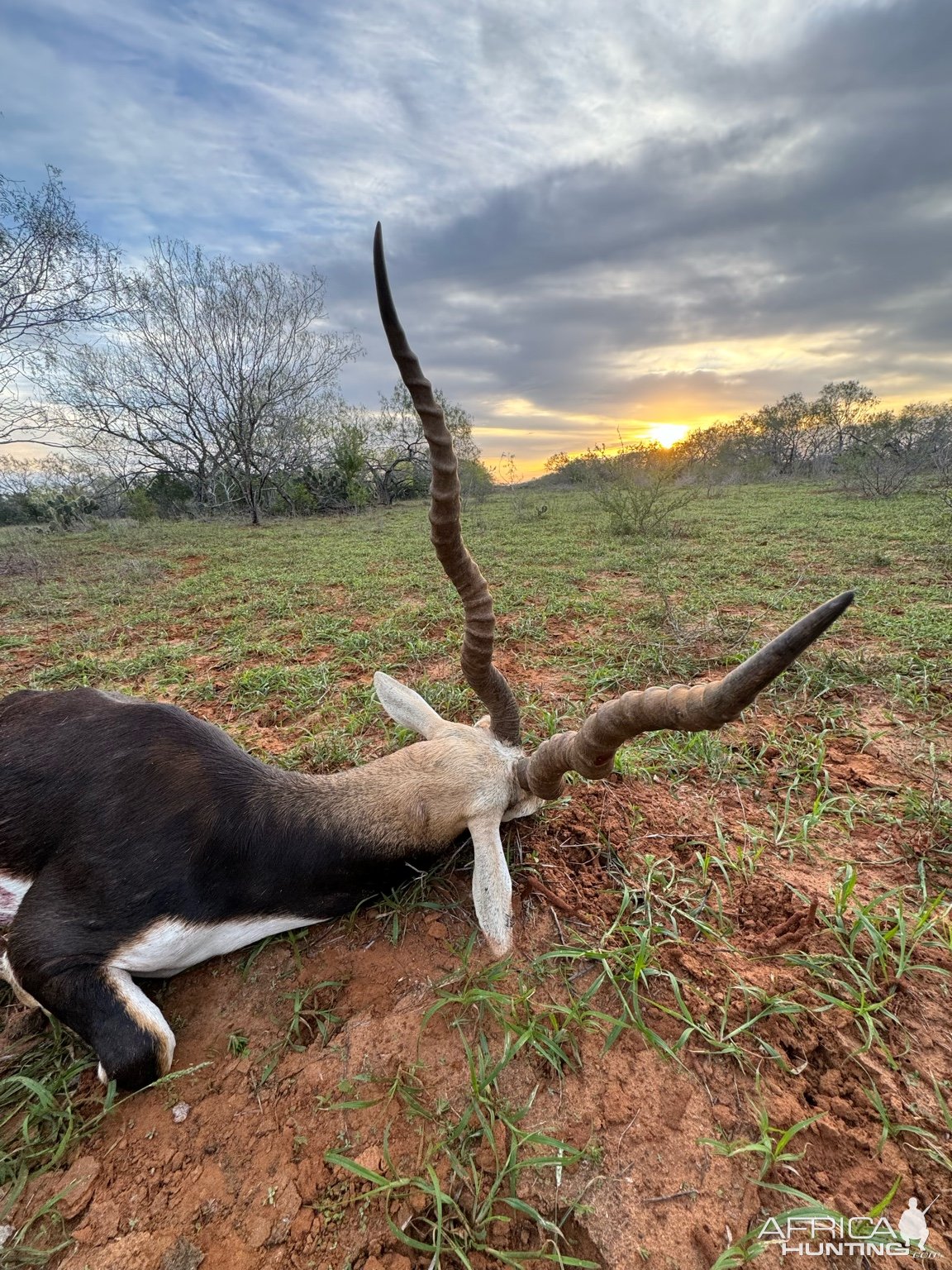 Blackbuck Hunt South Texas