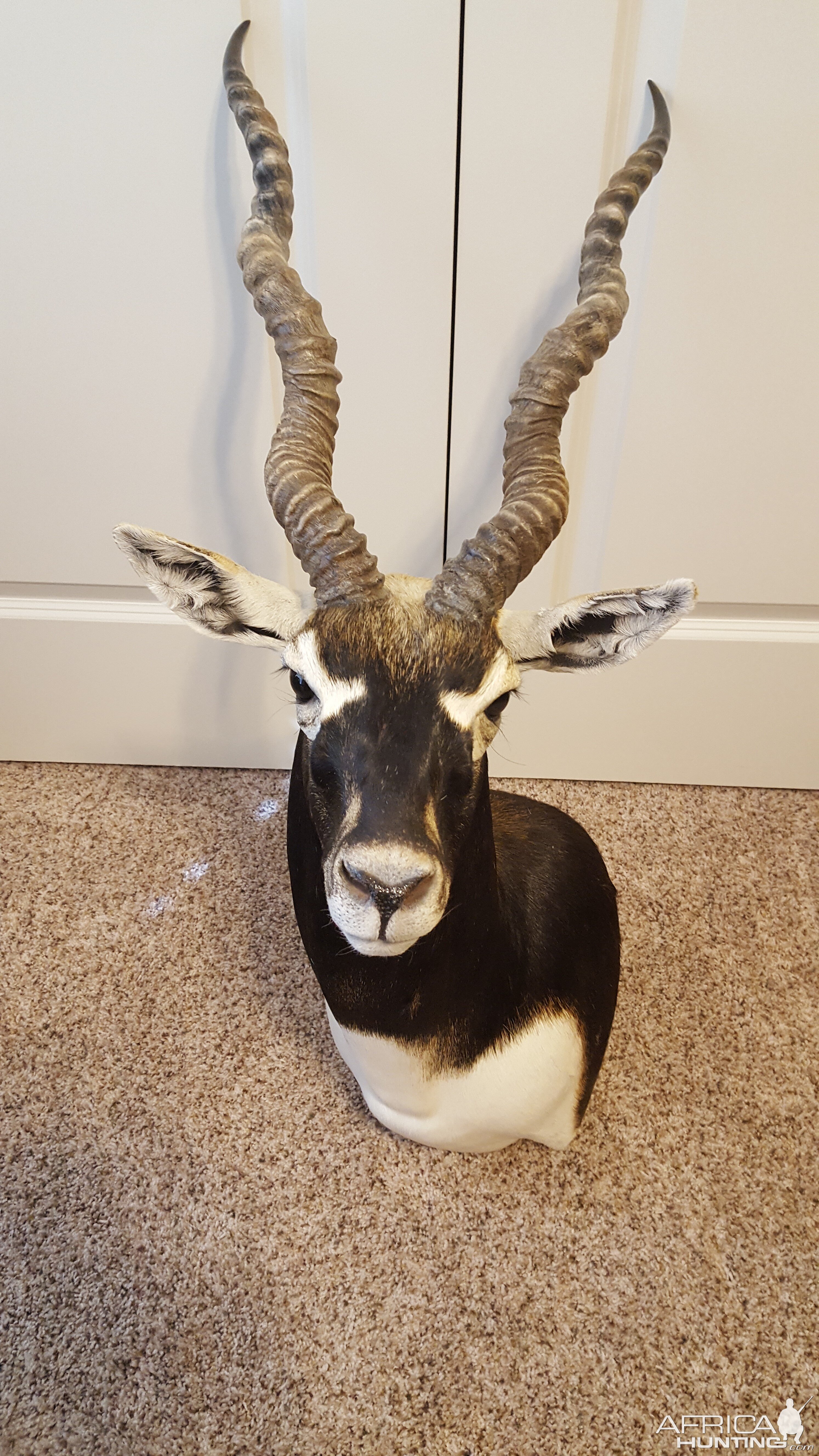 Blackbuck Shoulder Mount Taxidermy