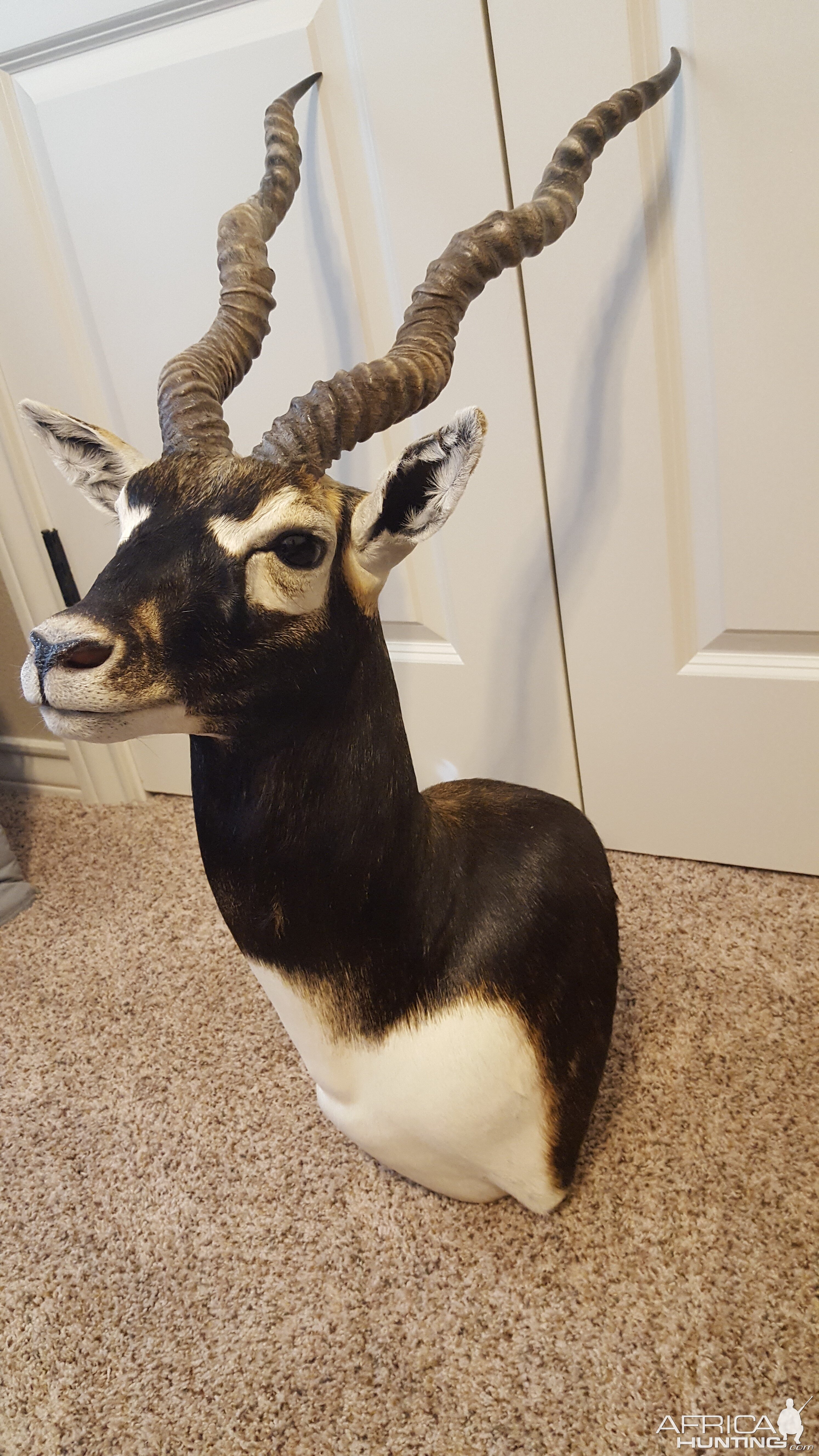 Blackbuck Shoulder Mount Taxidermy