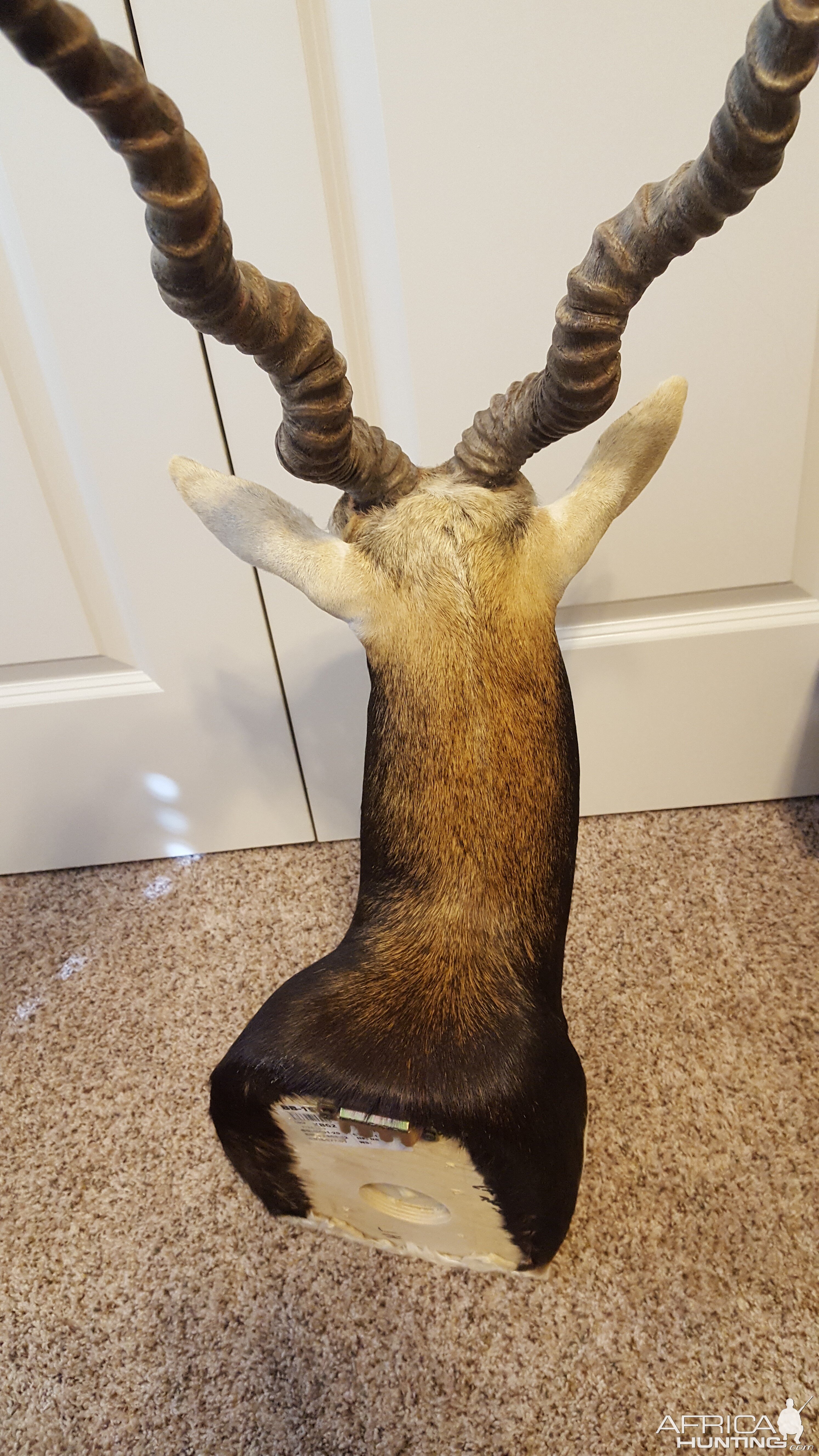 Blackbuck Shoulder Mount Taxidermy