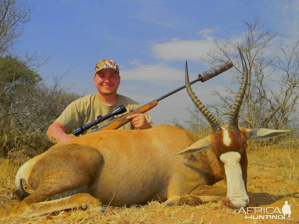 Blesbok ( Blesbuck)