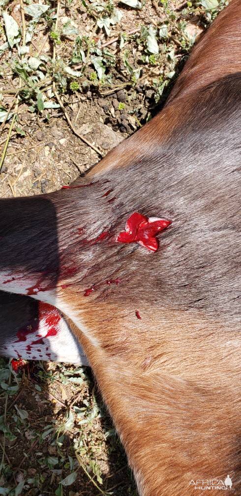 Blesbok Bow Hunting South Africa