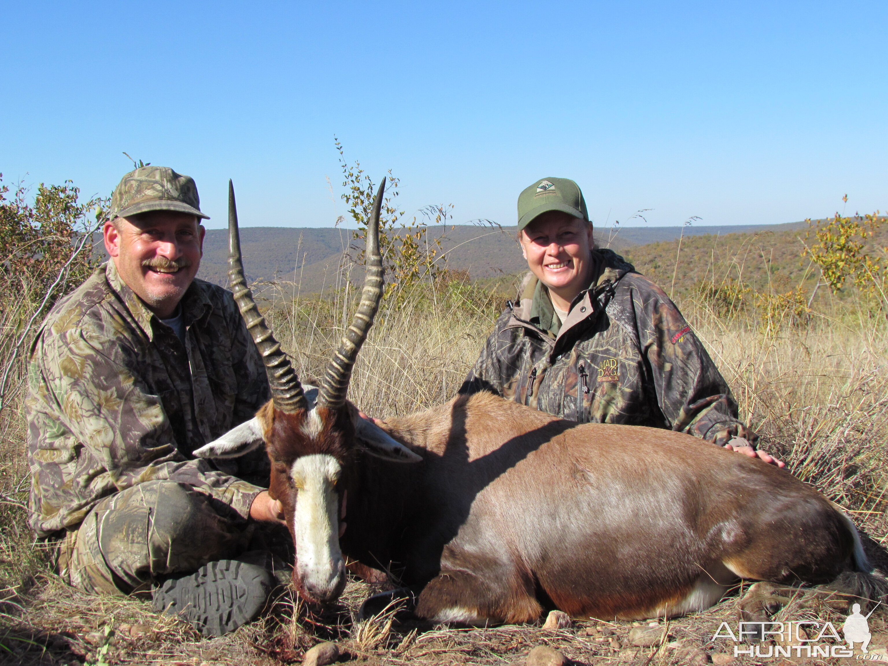 Blesbok Bull