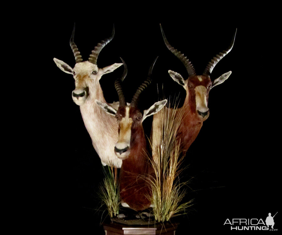 Blesbok Combo Pedestal Taxidermy