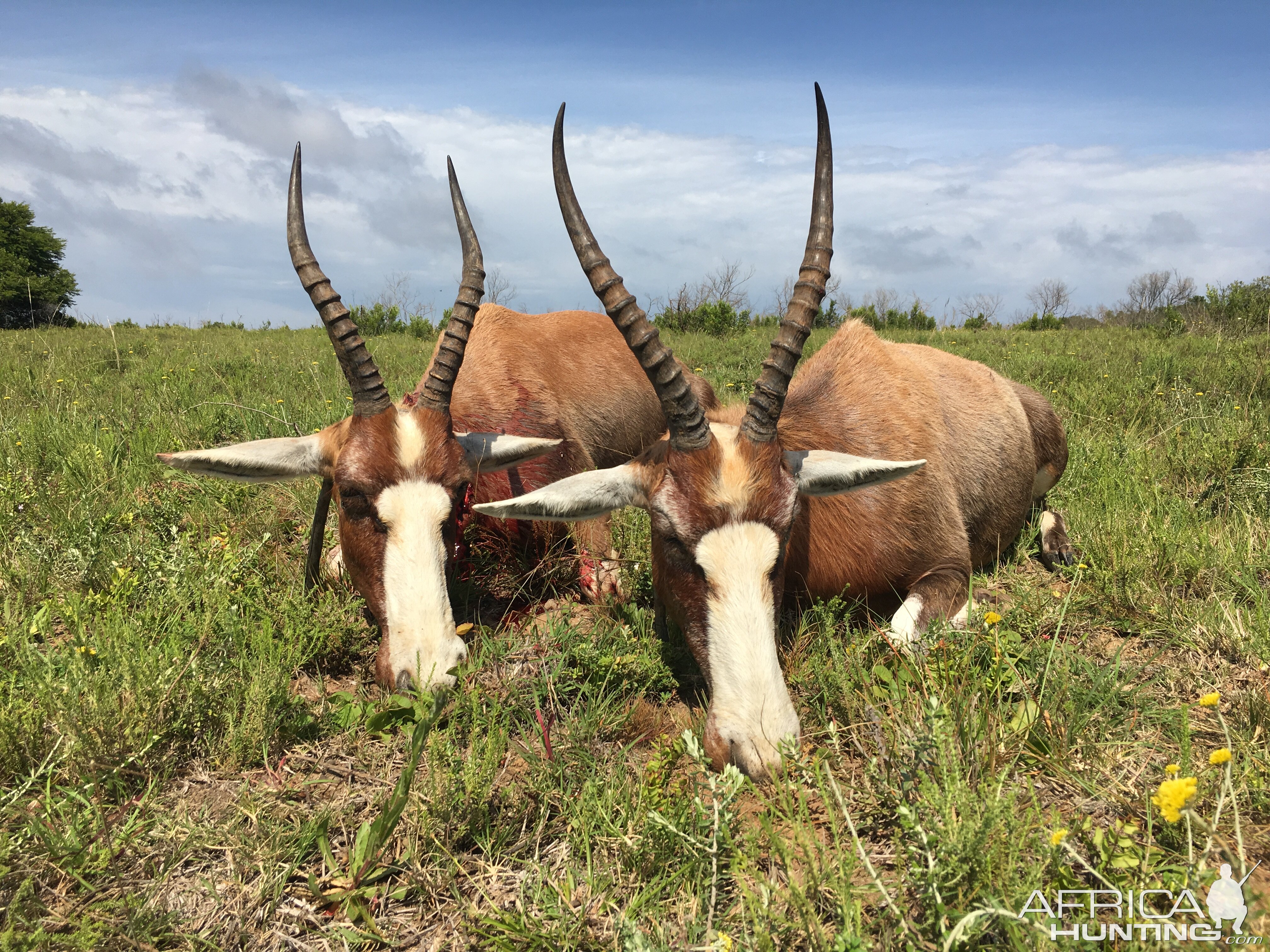 Blesbok Cull Hunt South Africa