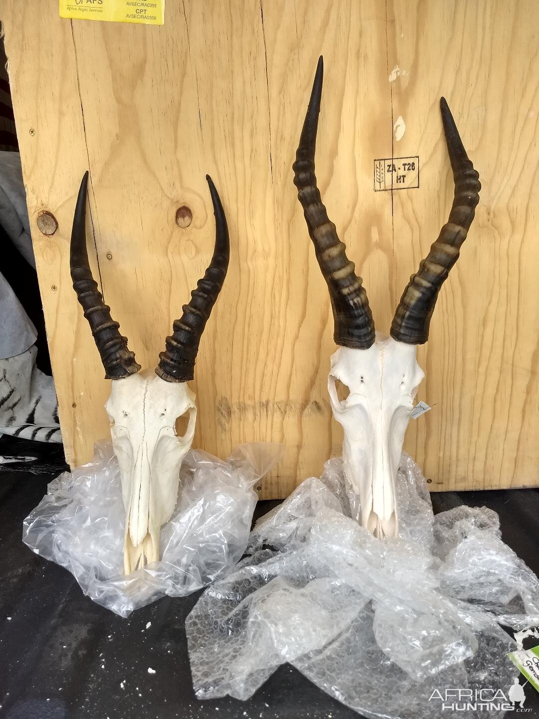 Blesbok European Skull Mount Taxidermy