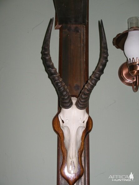 Blesbok European Skull Mount Taxidermy