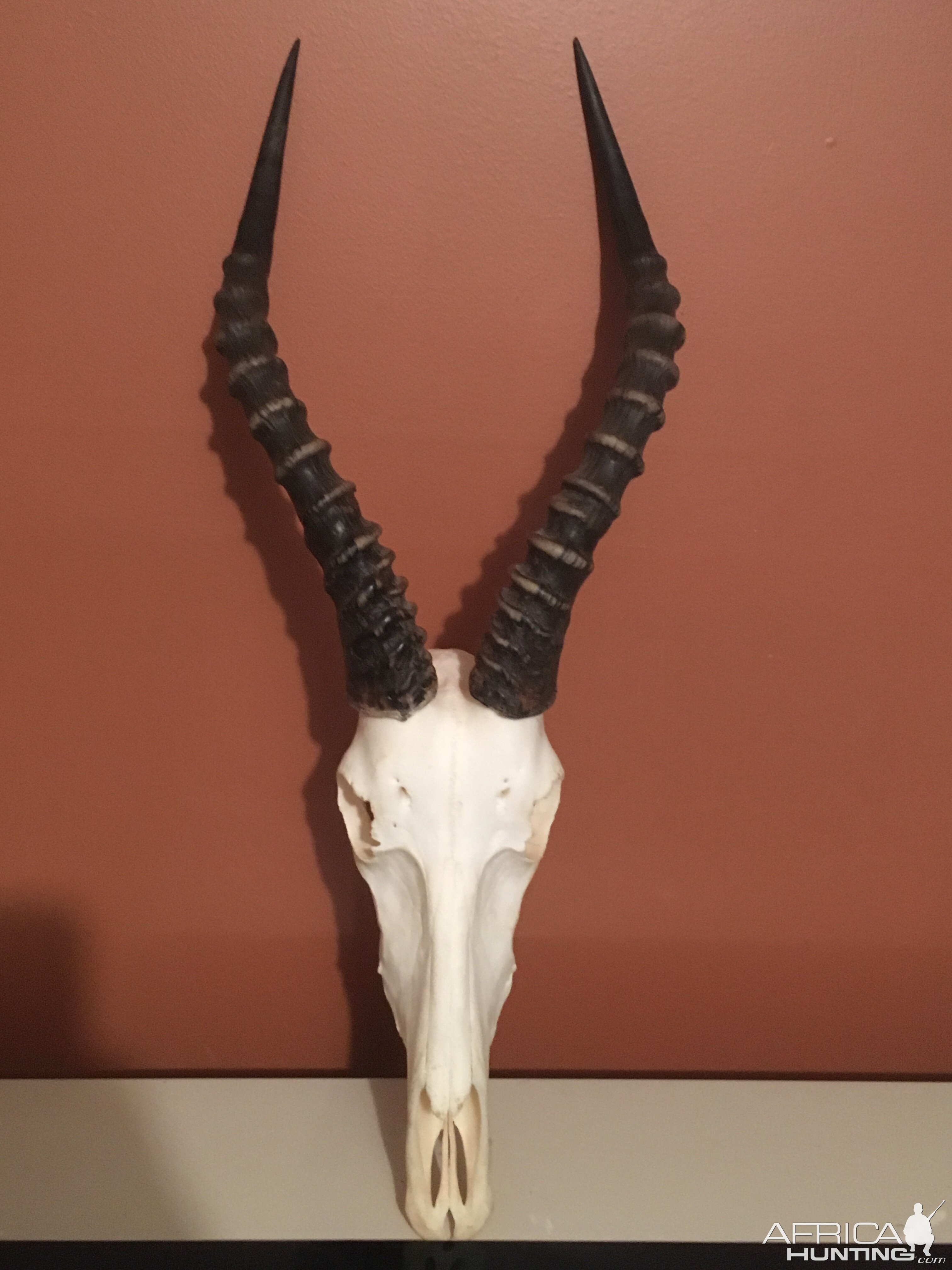 Blesbok European Skull Mount Taxidermy