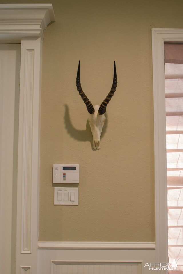 Blesbok European Skull Mount Taxidermy