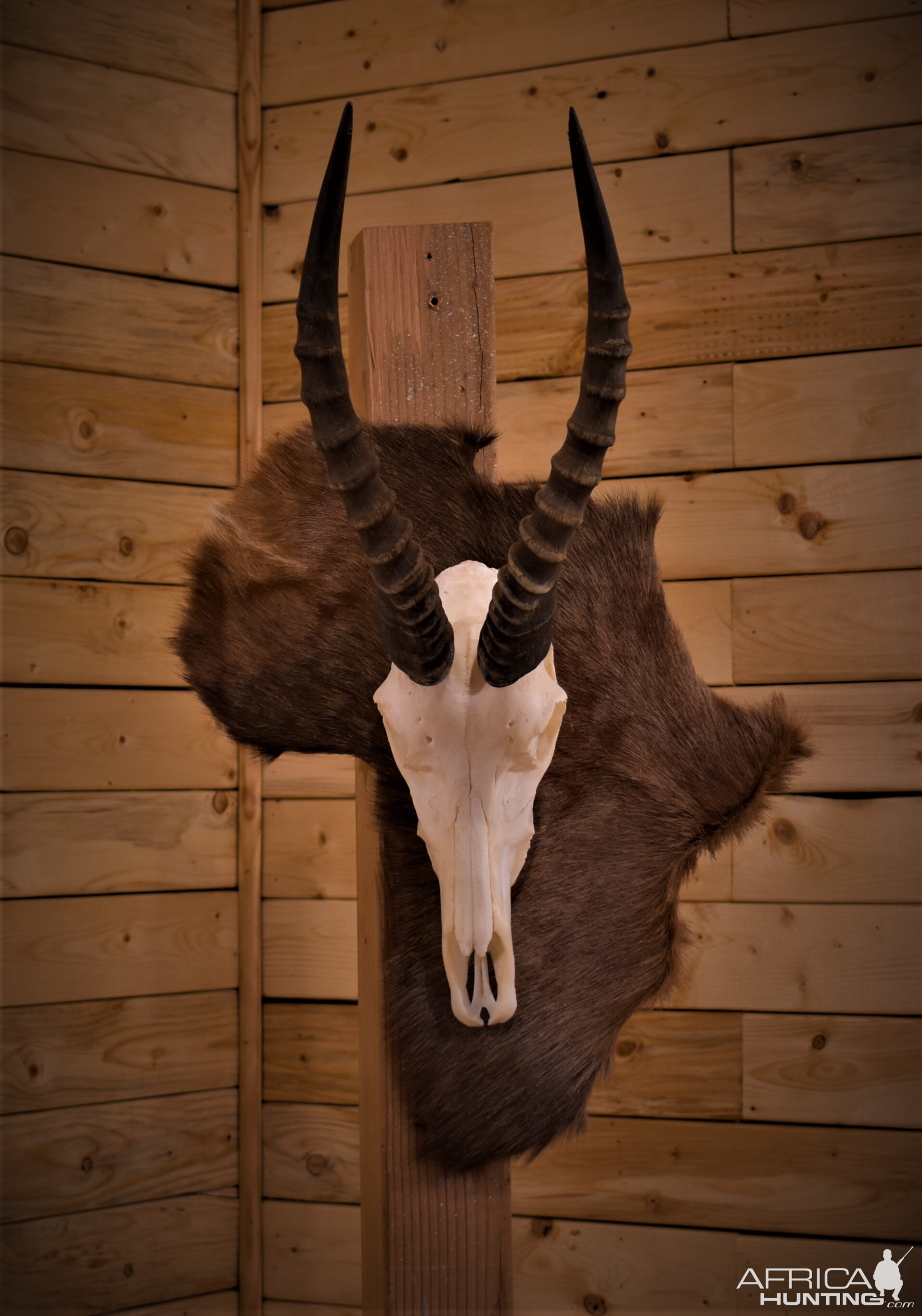 Blesbok European Skull Mount Taxidermy