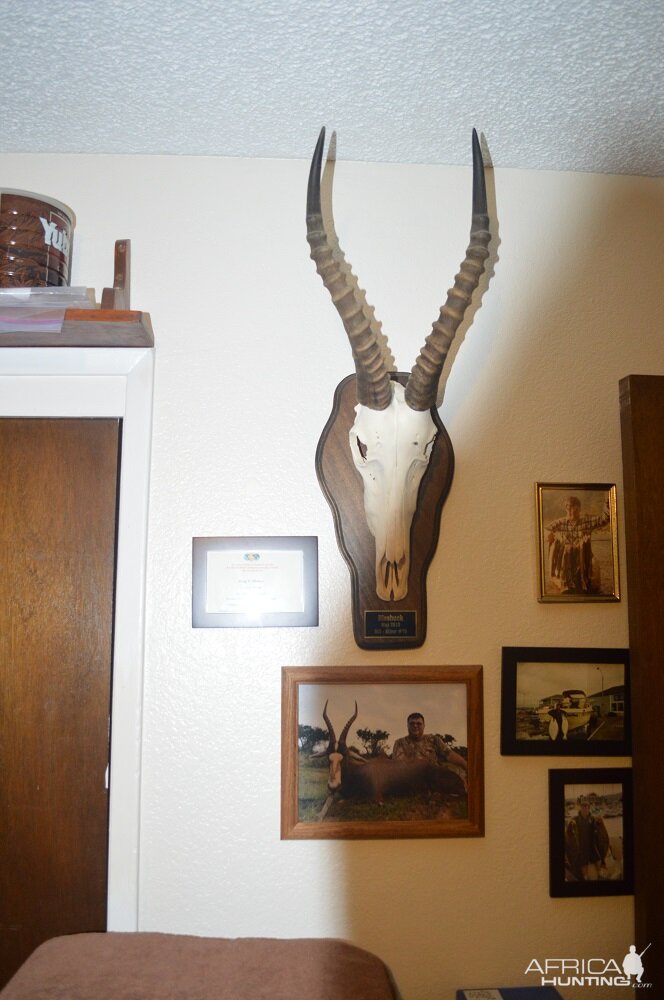 Blesbok European Skull Mount