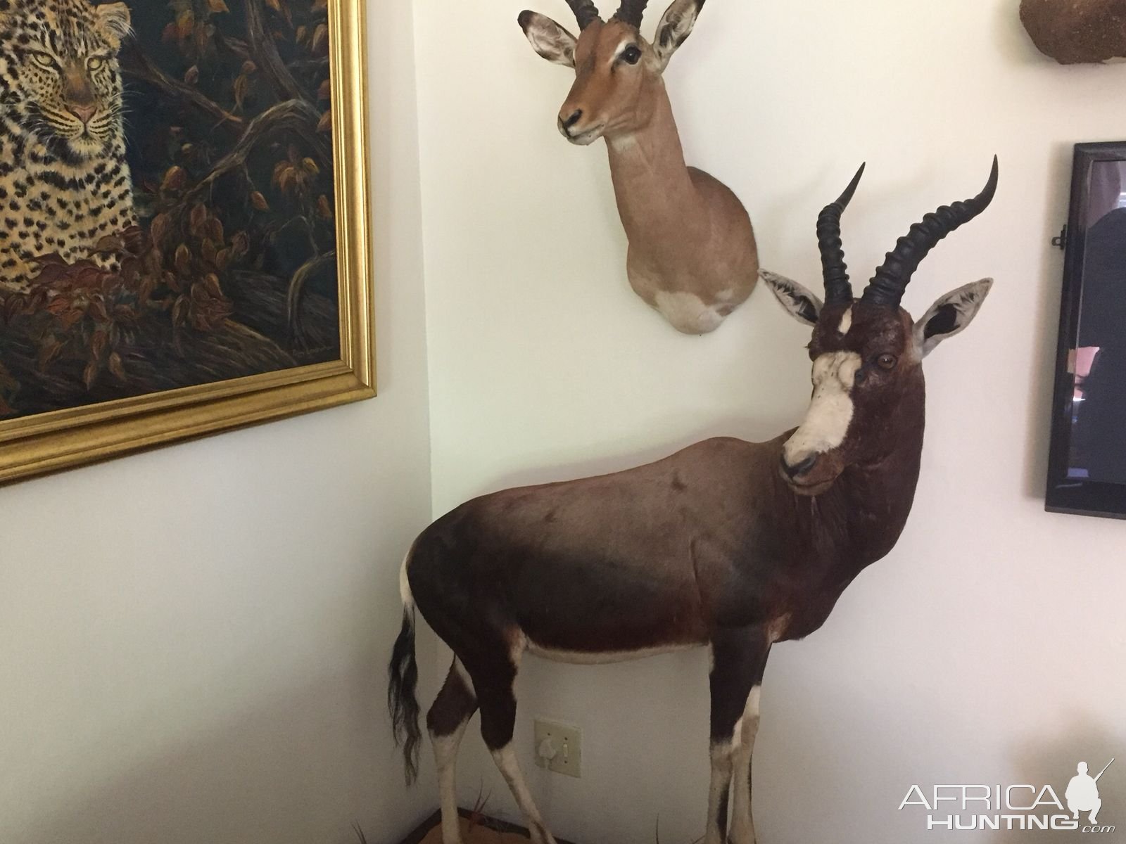 Blesbok Full Mount Taxidermy