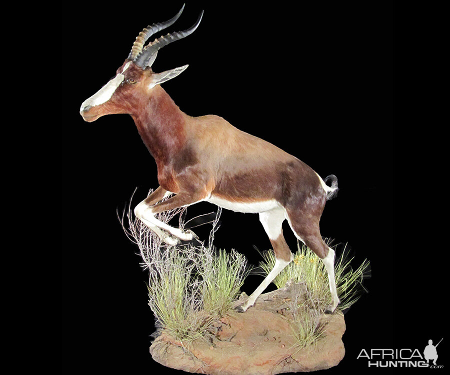 Blesbok Full Mount Taxidermy