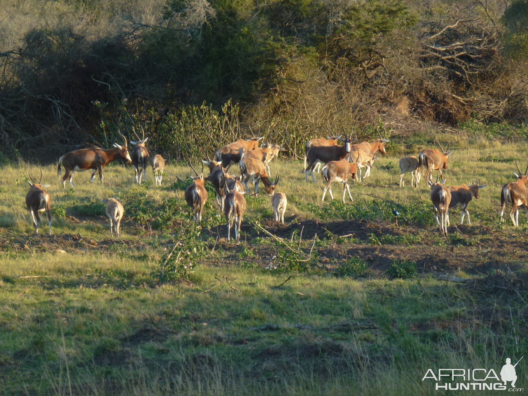 Blesbok Herd Eastern Cape South Africa