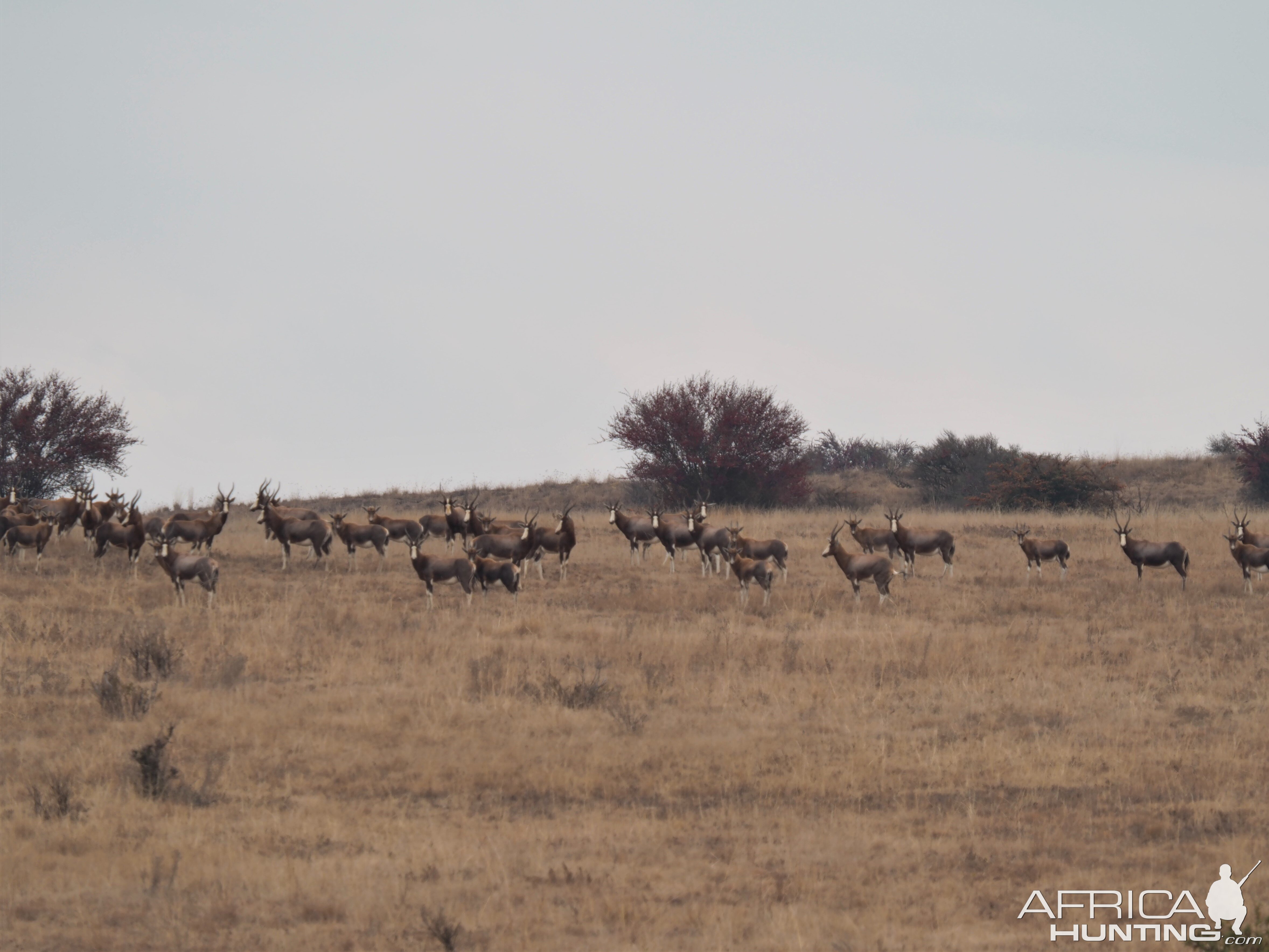 Blesbok Herd South Africa