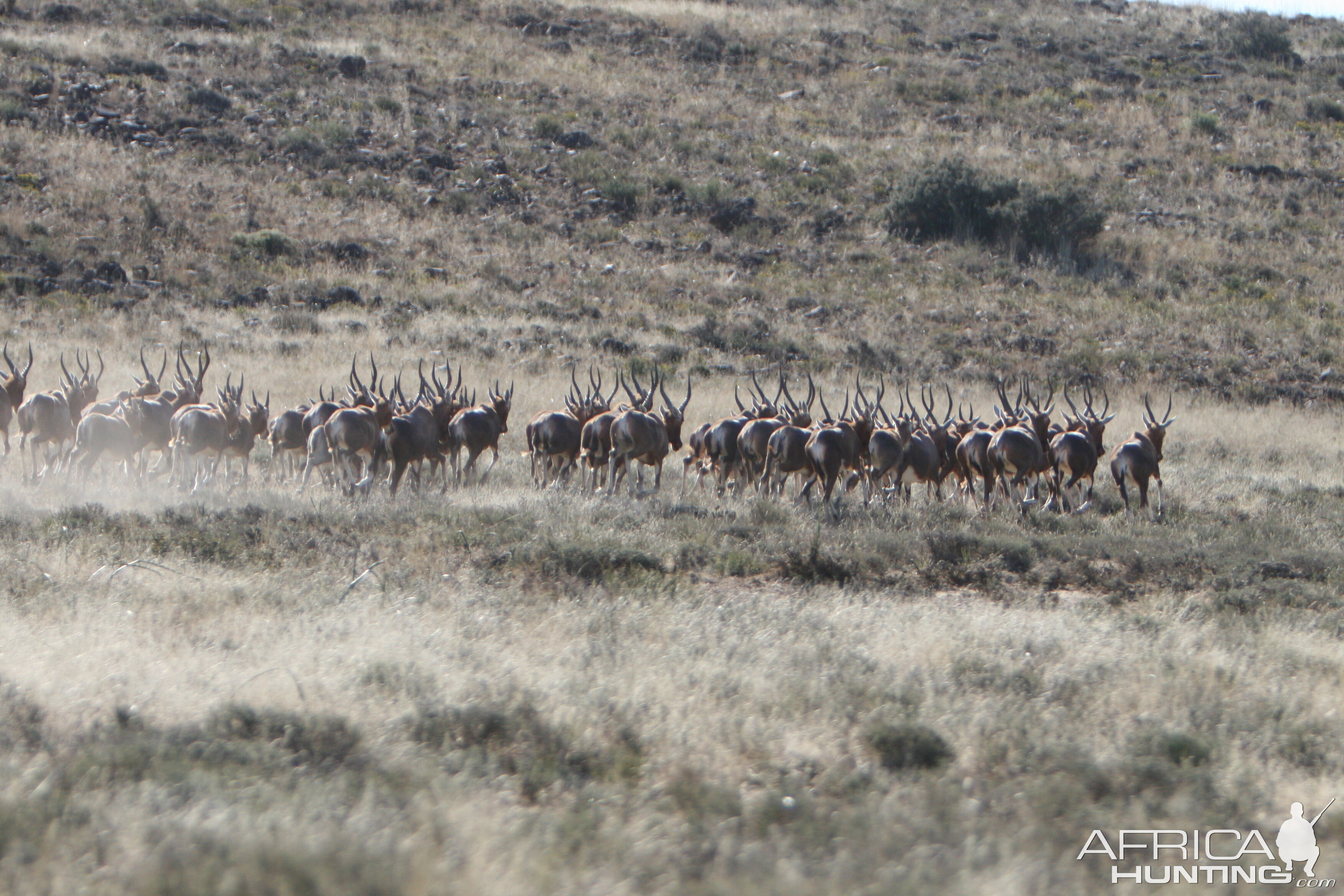 Blesbok Herd