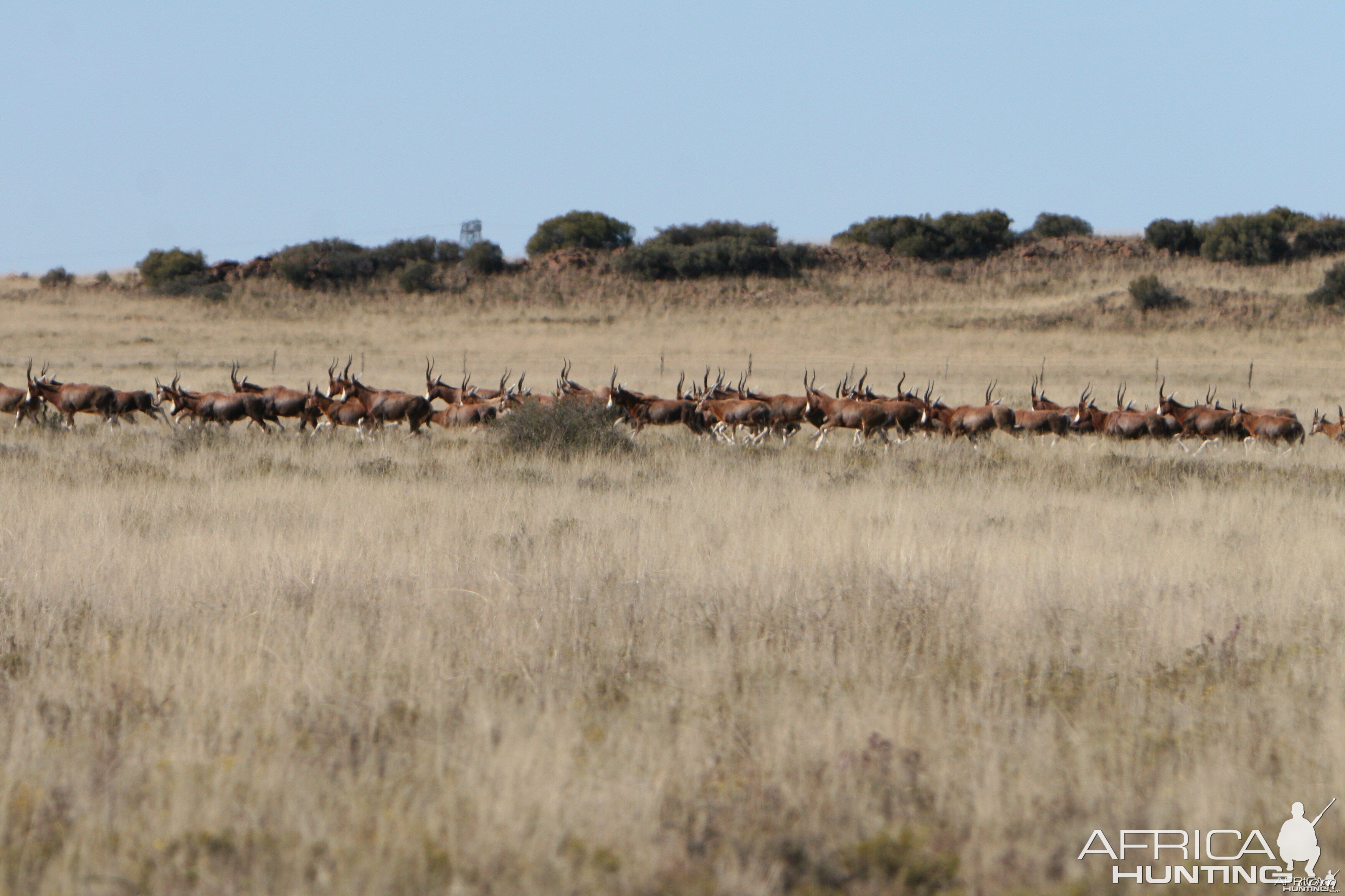 Blesbok Herd