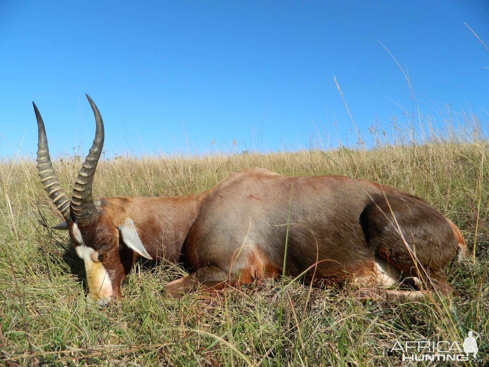 Blesbok Hunt Eastern Cape South Africa