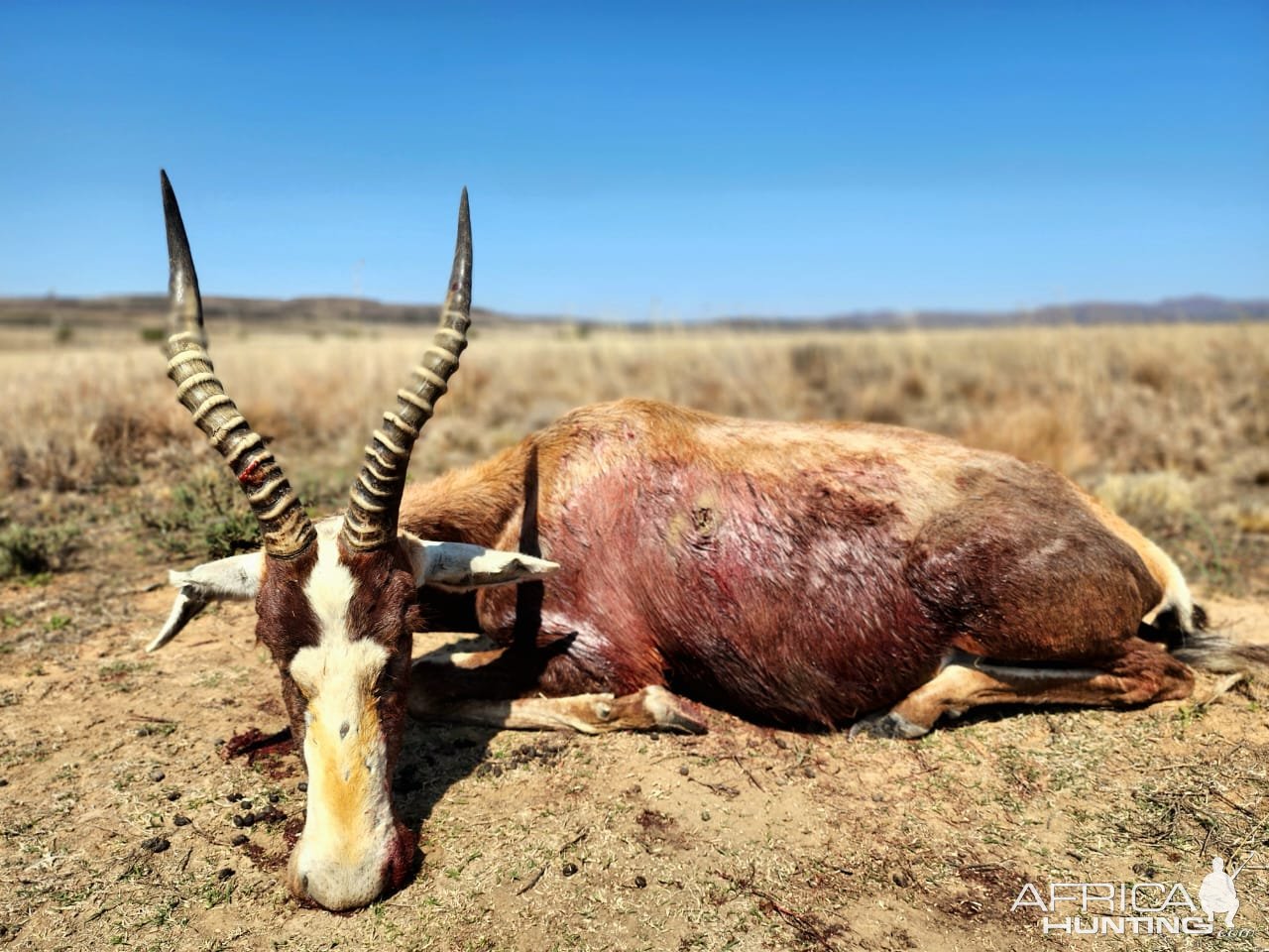 Blesbok Hunt Eastern Cape South Africa