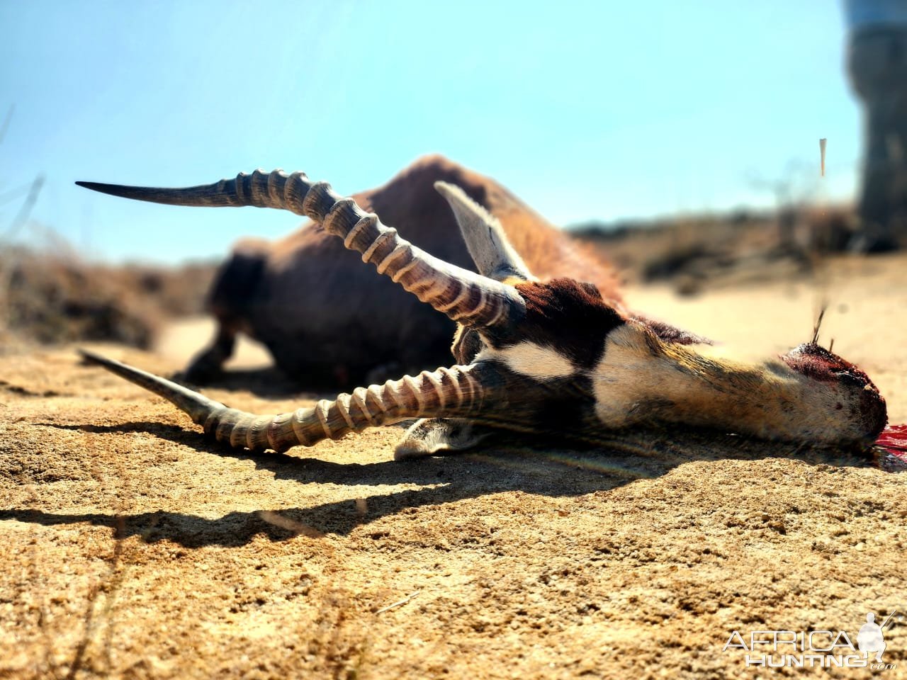 Blesbok Hunt Eastern Cape South Africa