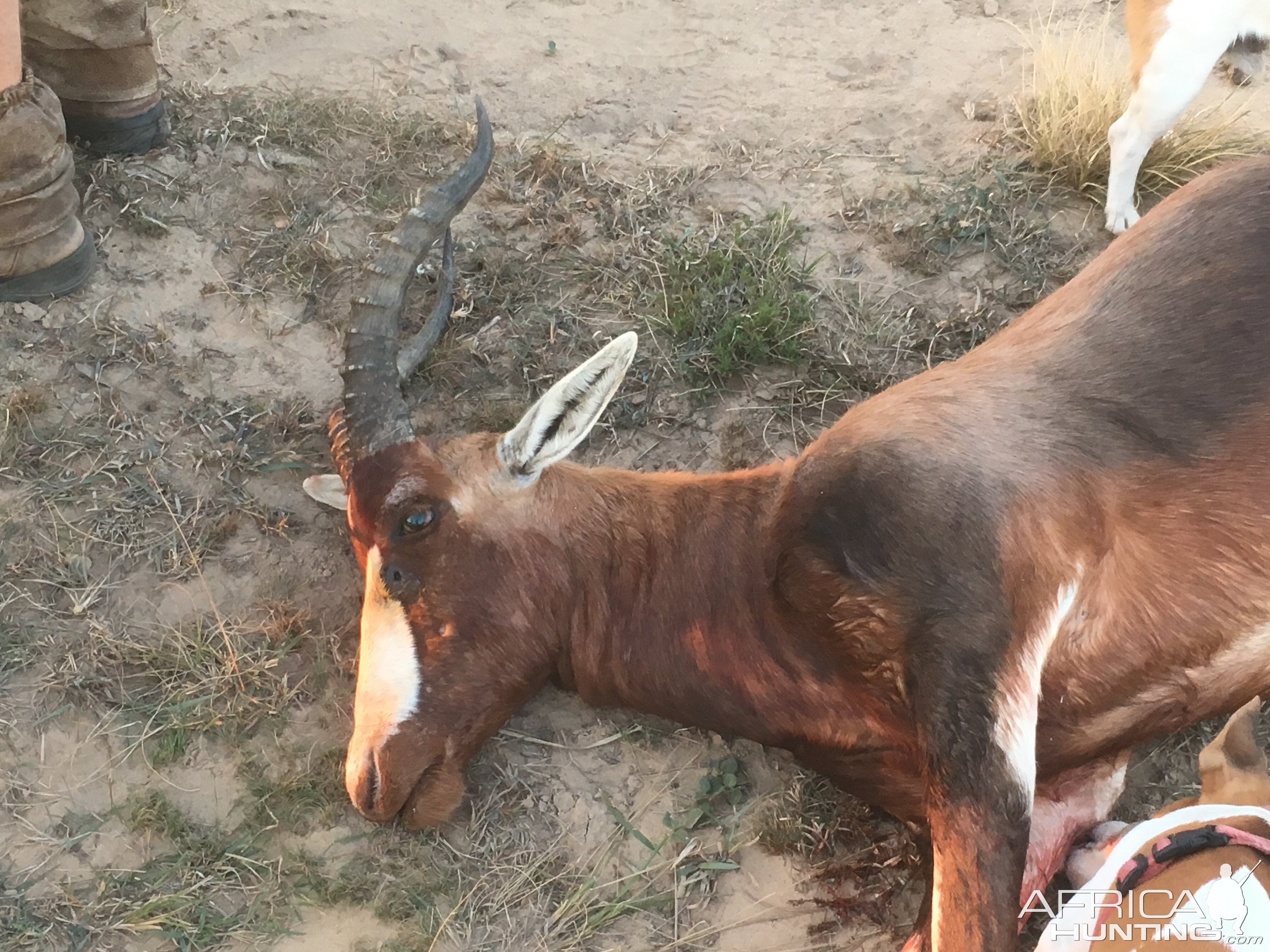 Blesbok Hunt in South Africa