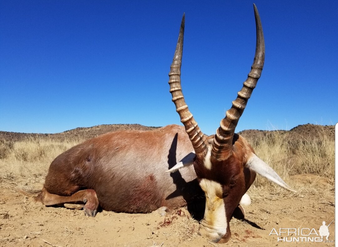 Blesbok Hunt South Africa