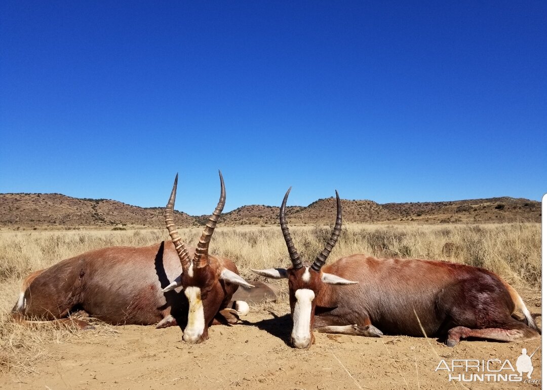 Blesbok Hunt South Africa