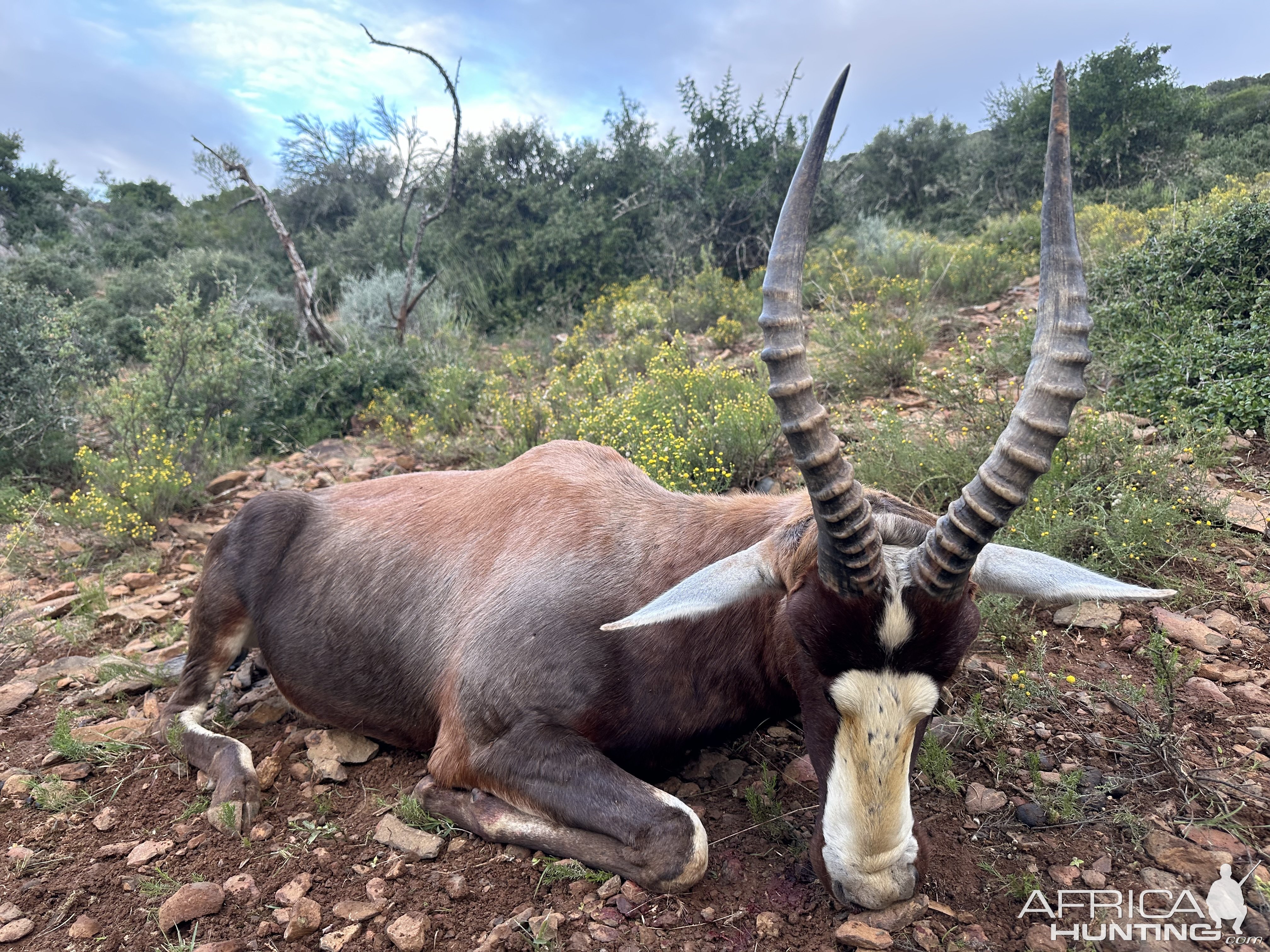 Blesbok Hunt South Africa