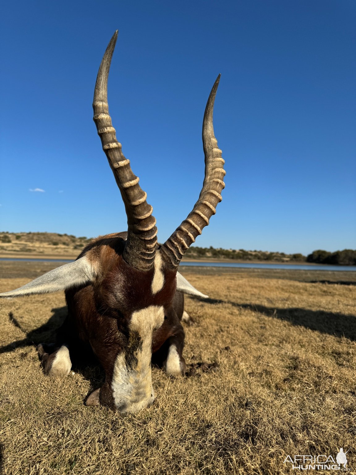 Blesbok Hunt South Africa