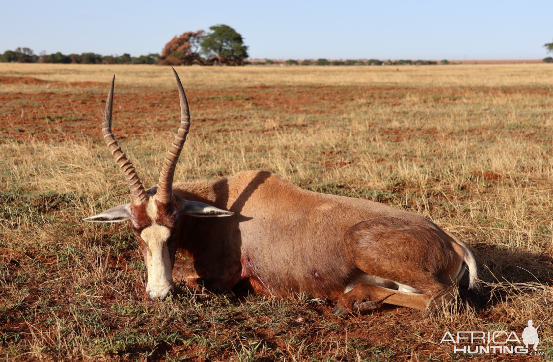 Blesbok Hunt South Africa