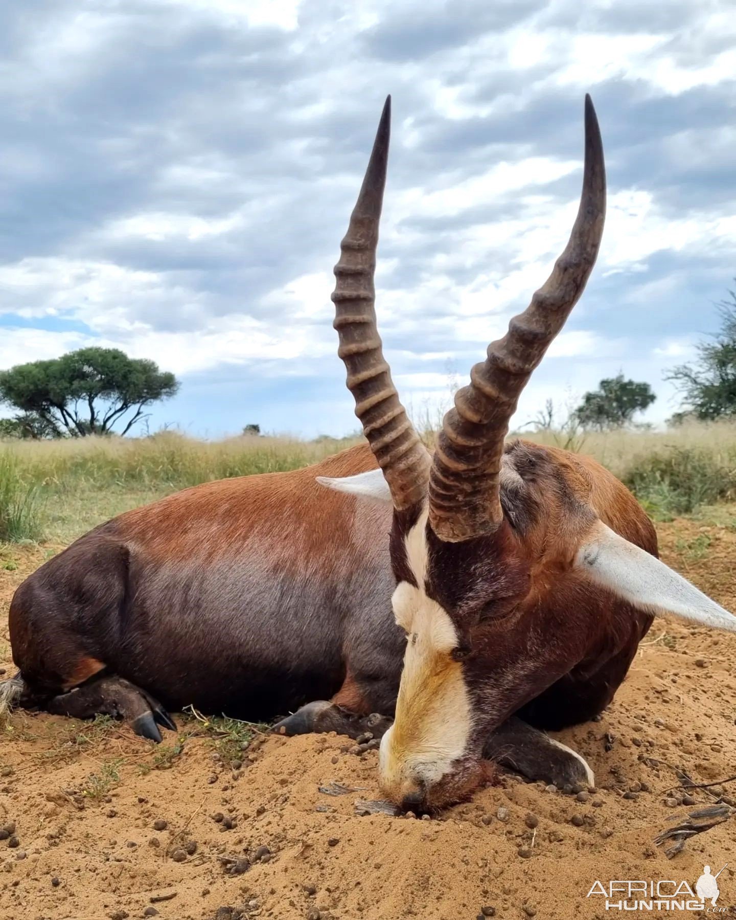 Blesbok Hunting Kalahari South Africa