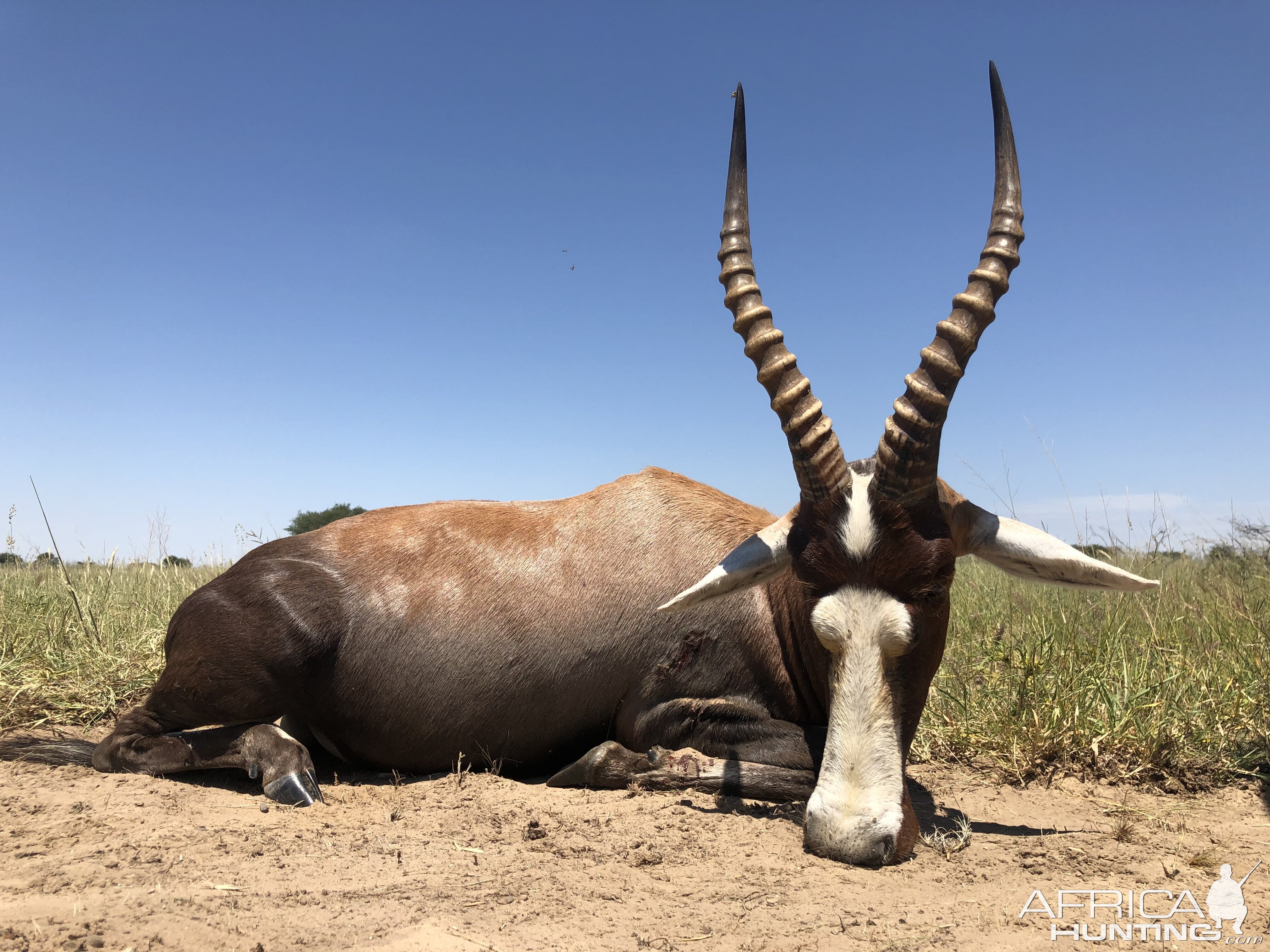 Blesbok Hunting South Africa