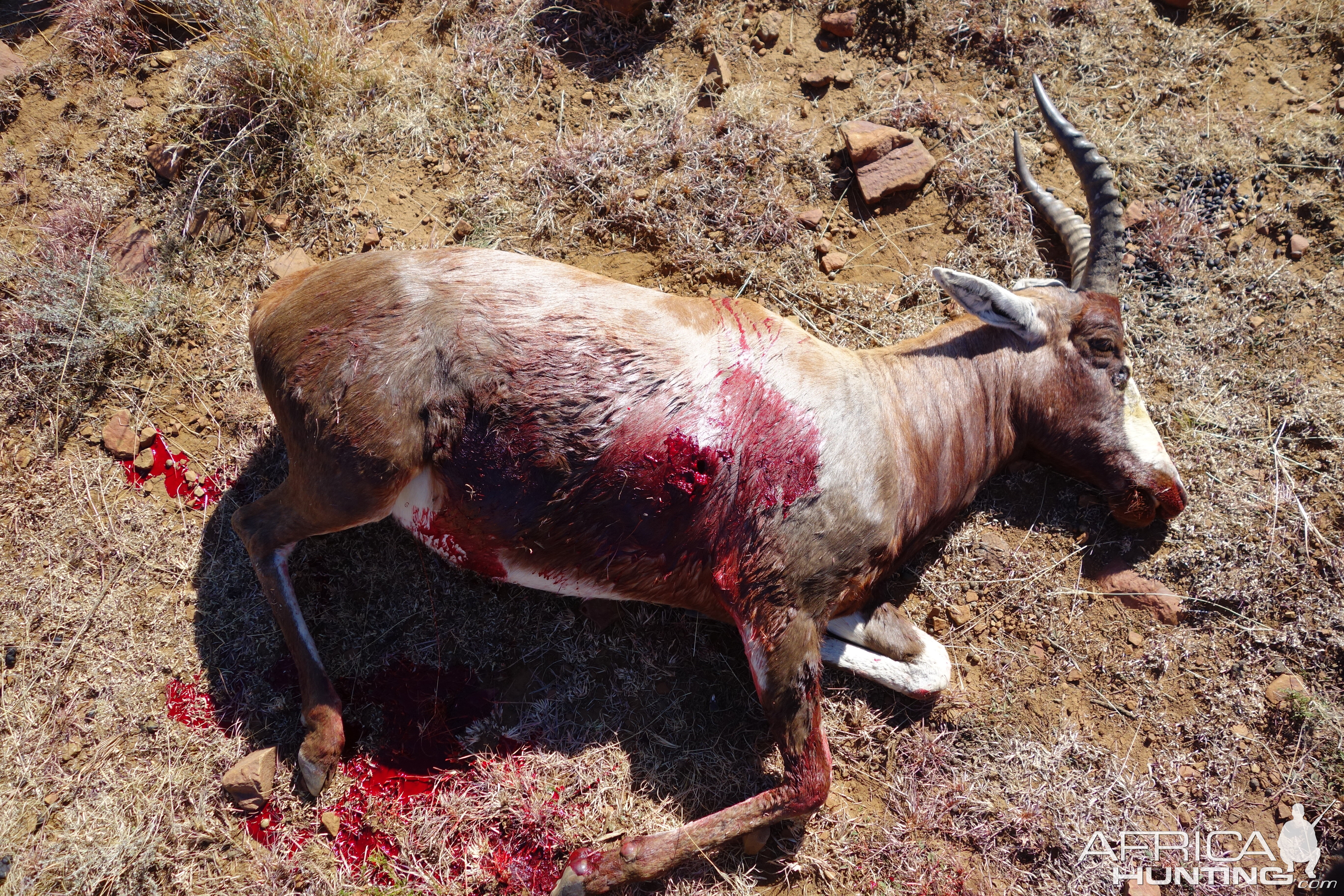 Blesbok Hunting South Africa