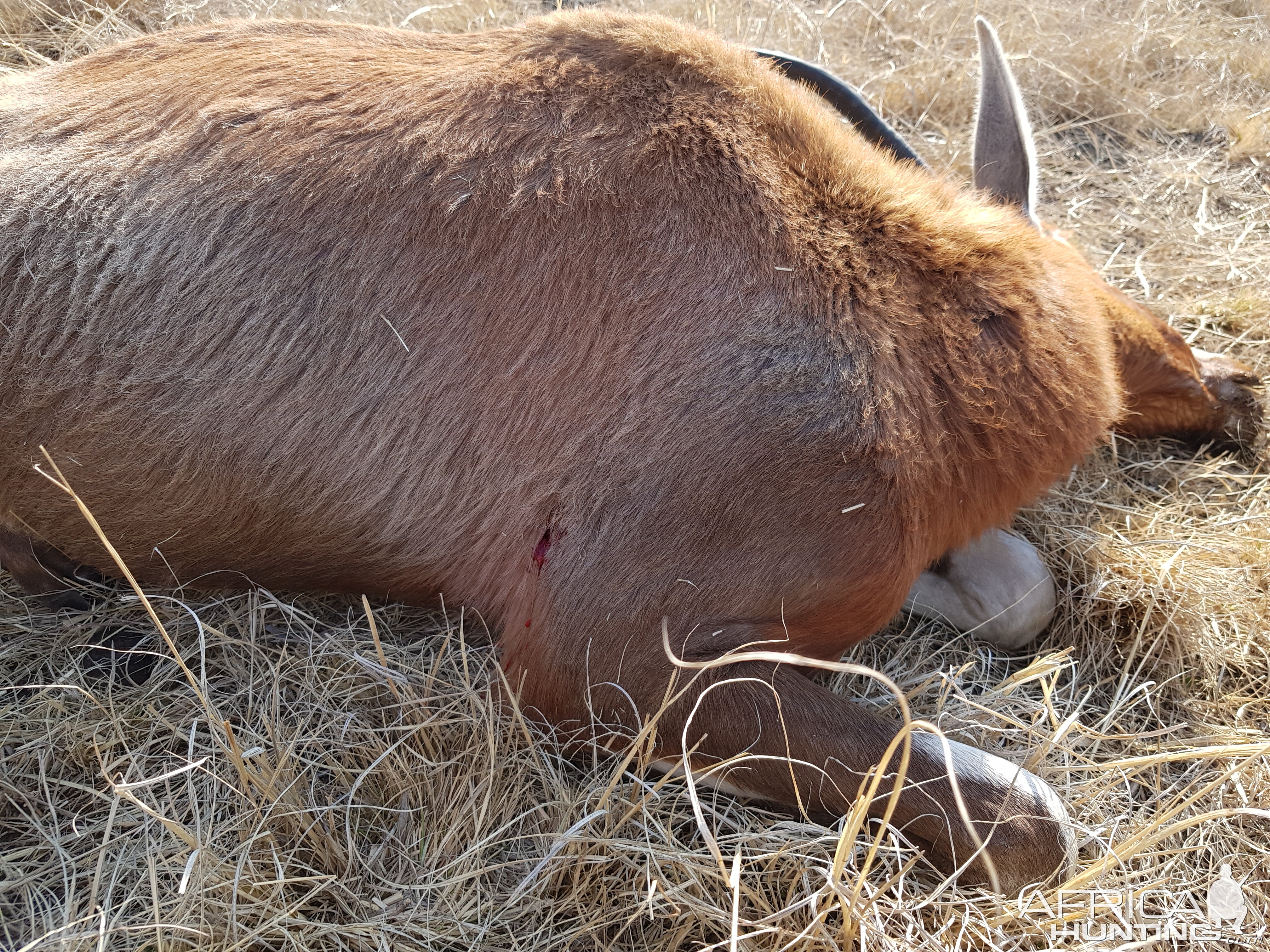 Blesbok Hunting South Africa