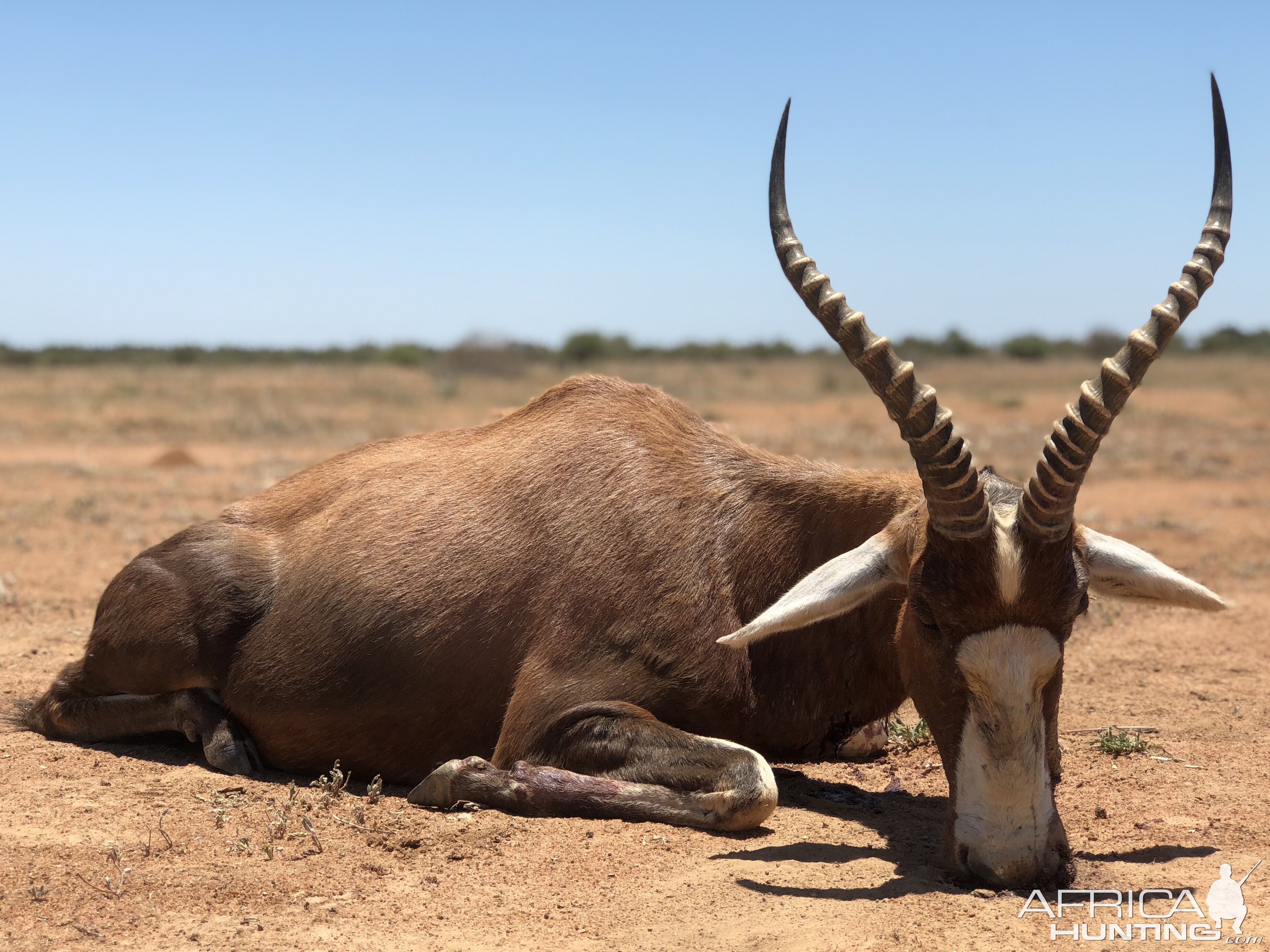 Blesbok Hunting South Africa