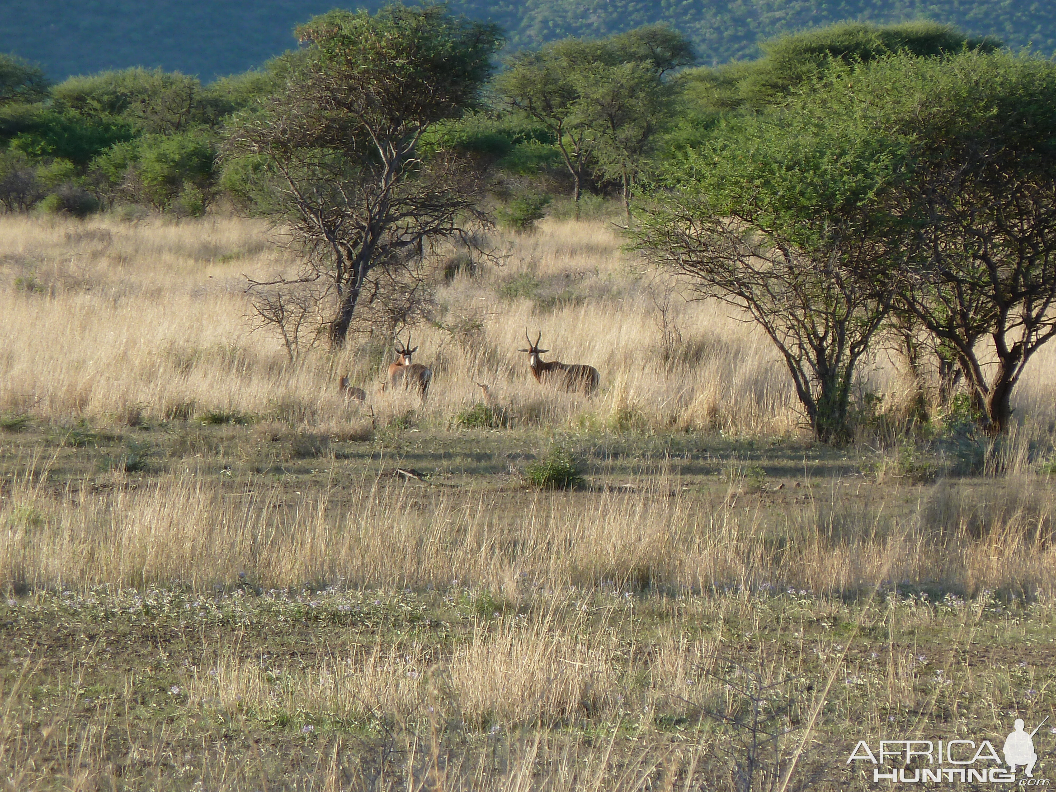 Blesbok Namibia