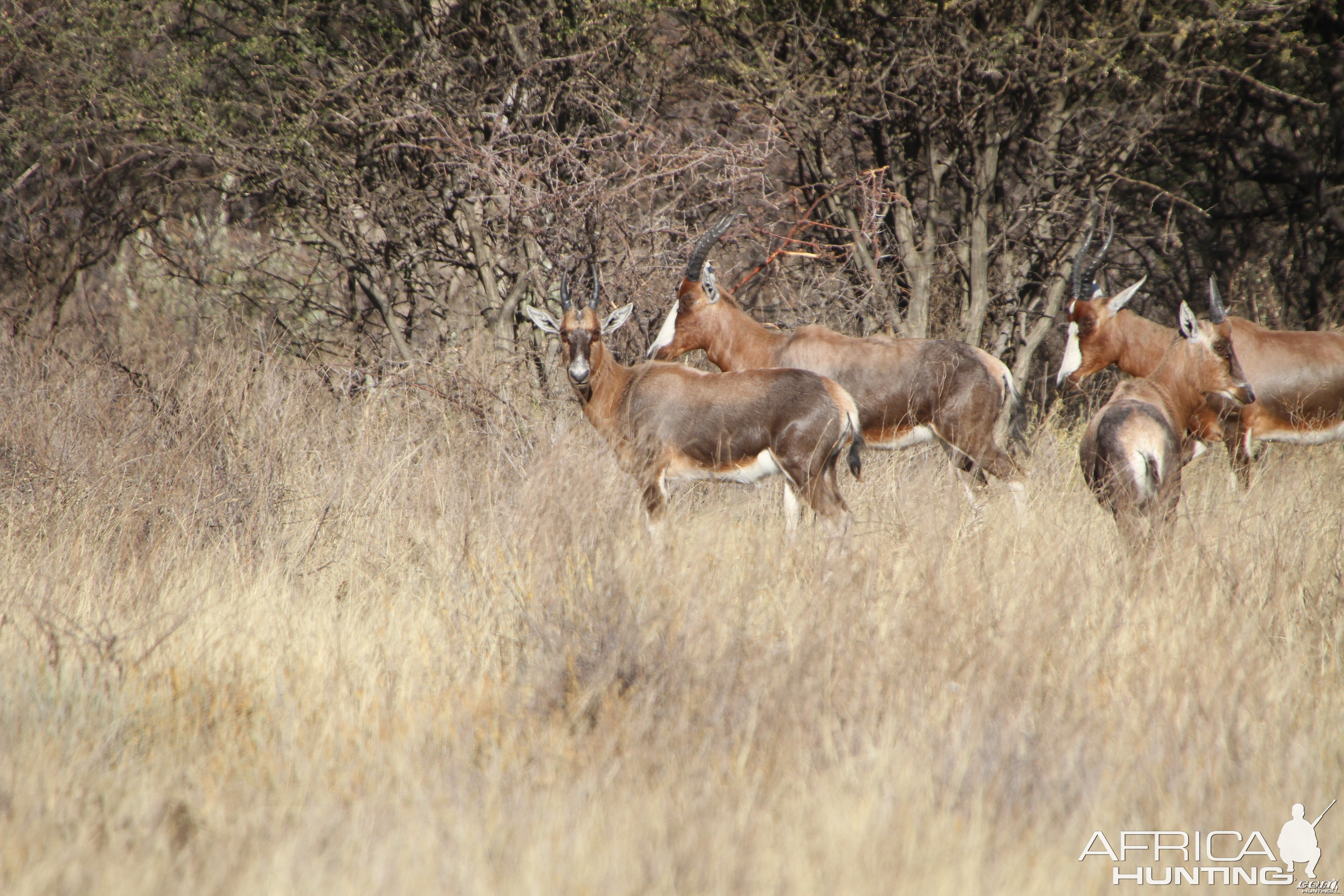 Blesbok Namibia