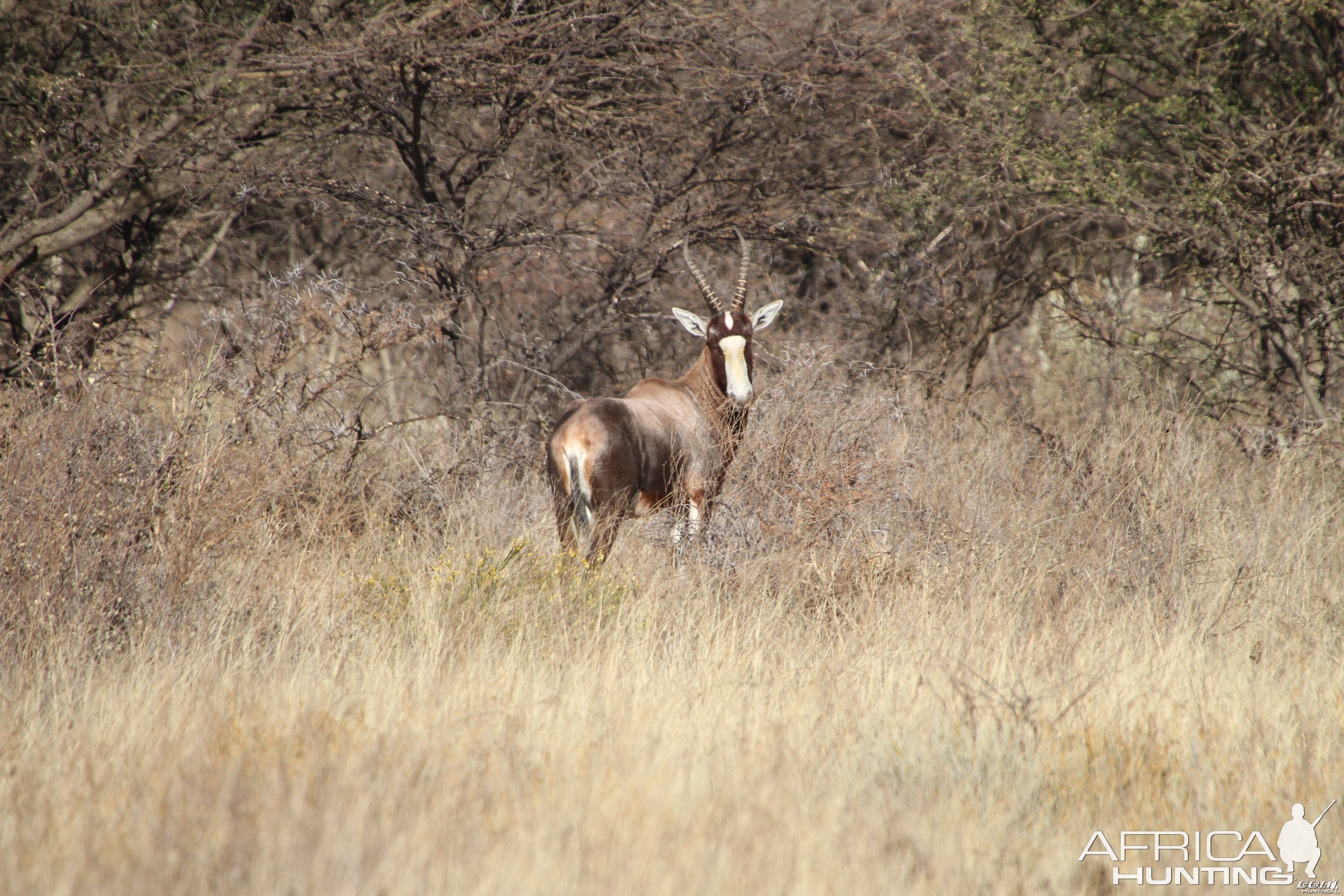 Blesbok Namibia