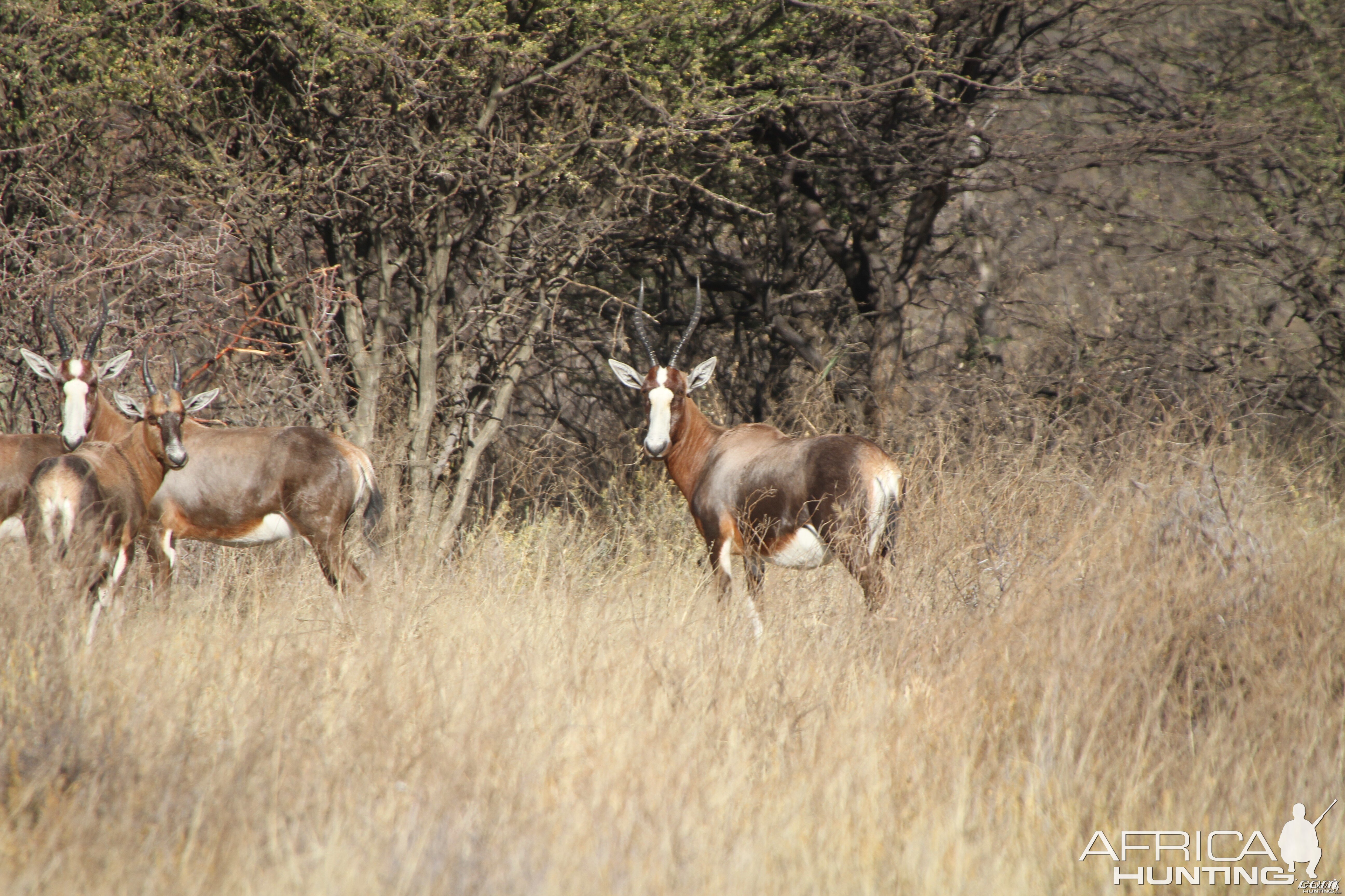 Blesbok Namibia