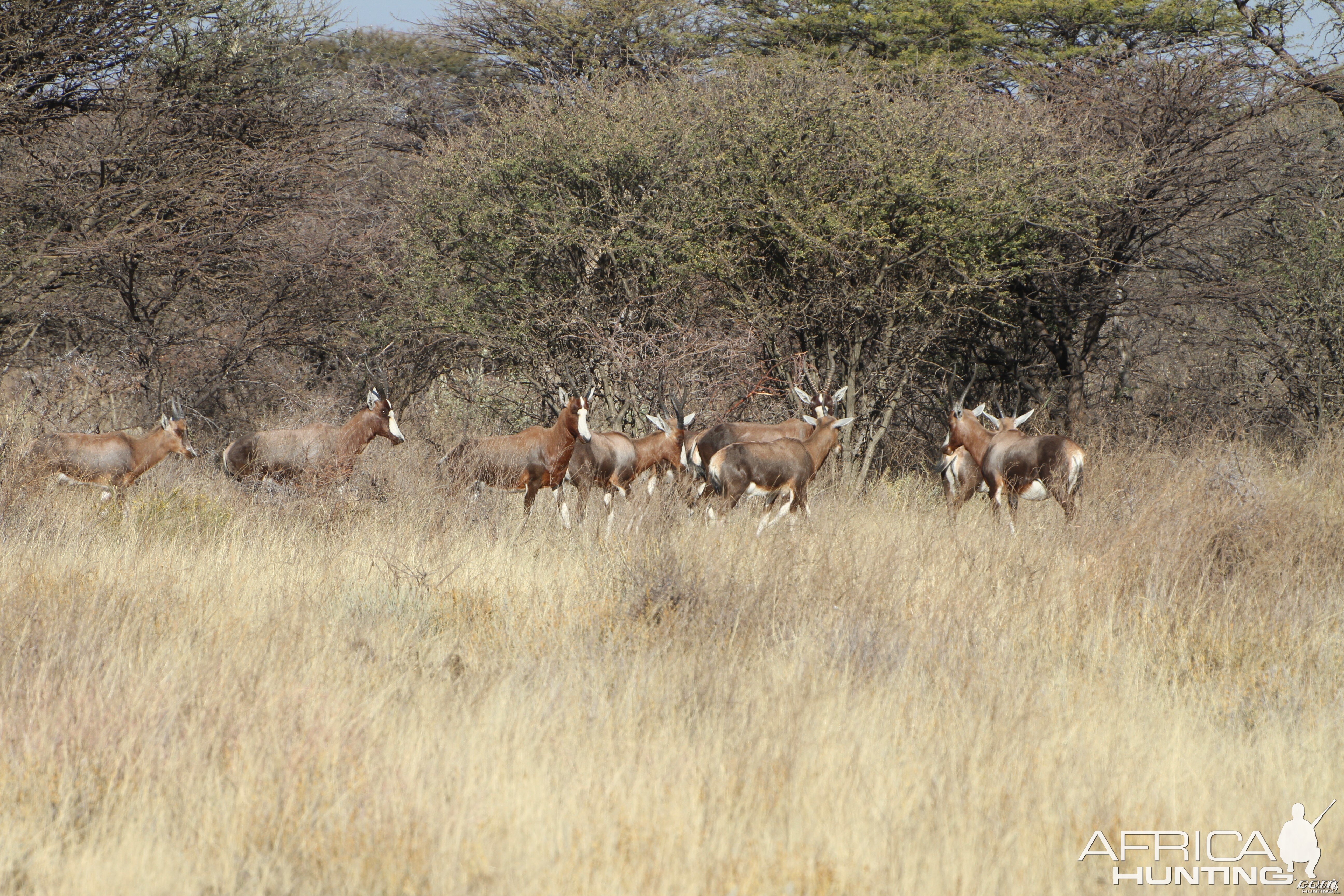 Blesbok Namibia