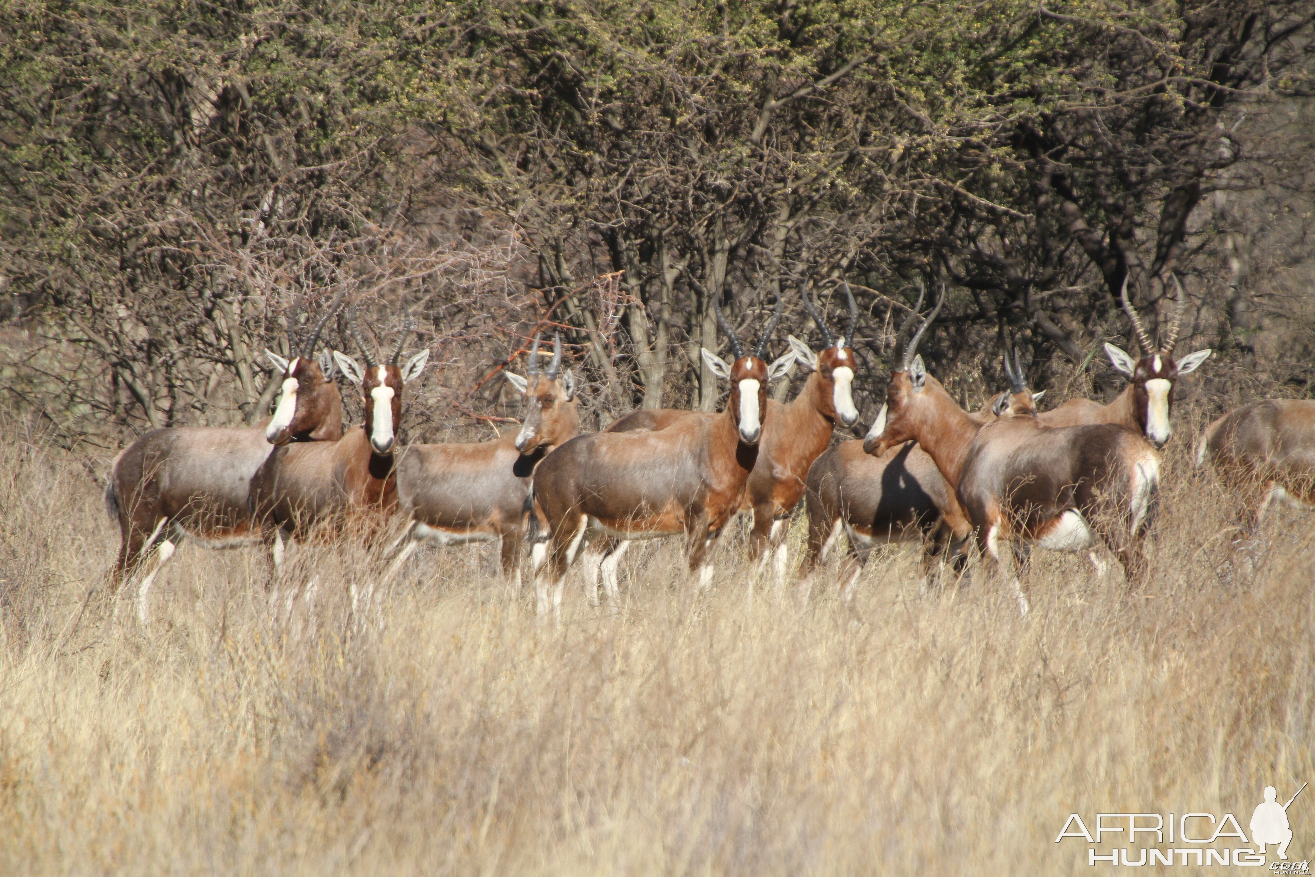 Blesbok Namibia