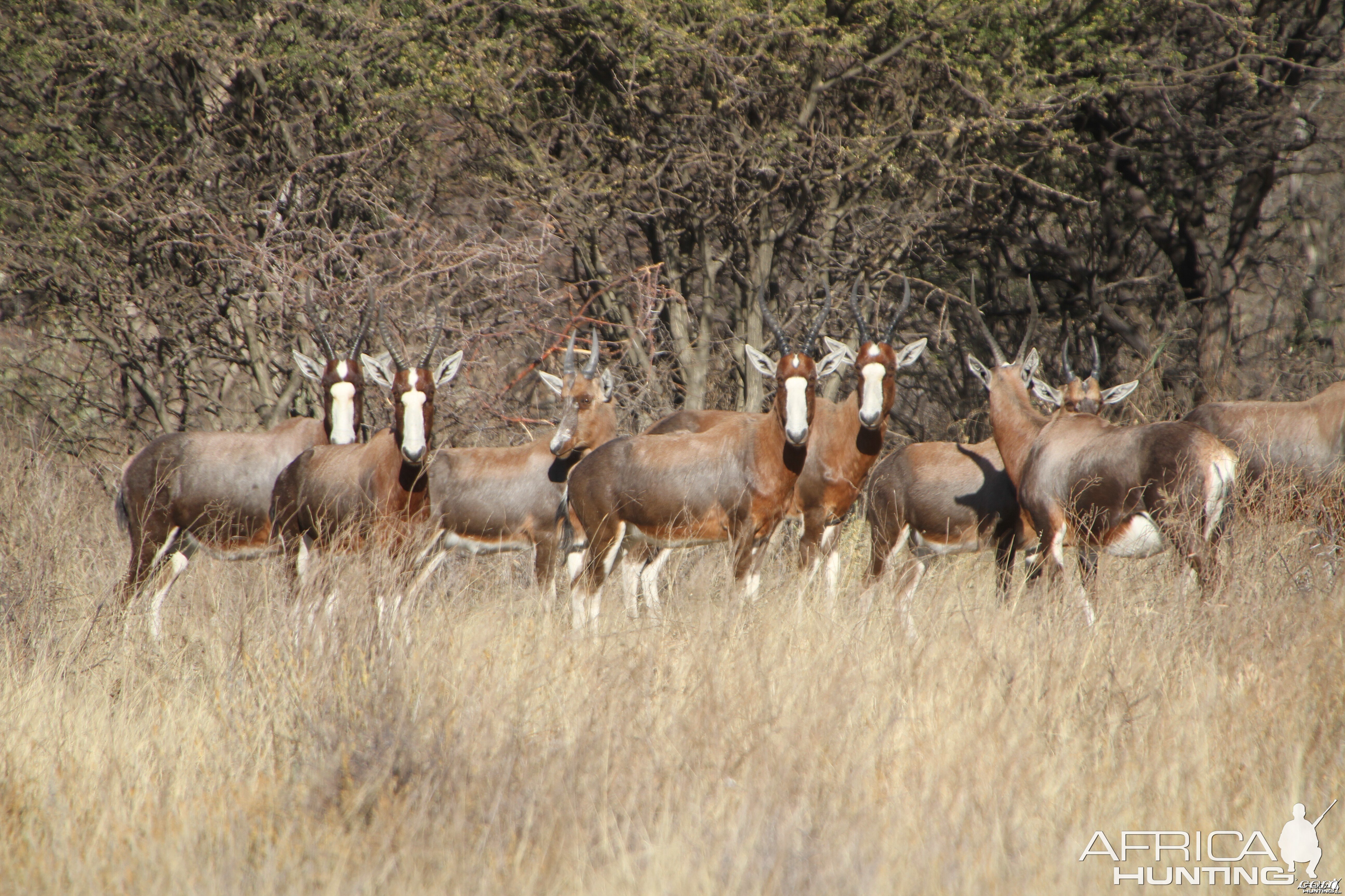 Blesbok Namibia