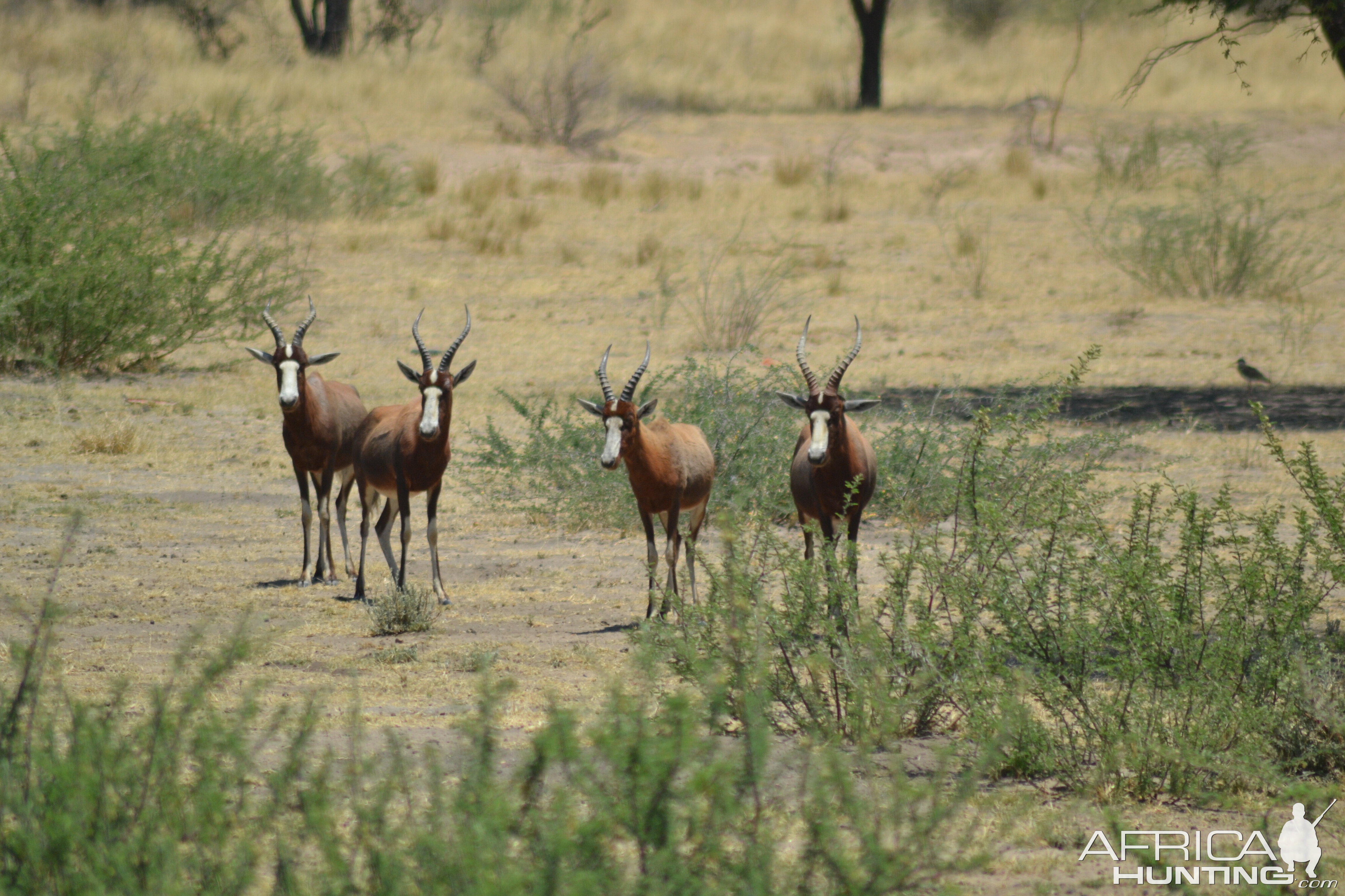 Blesbok Namibia